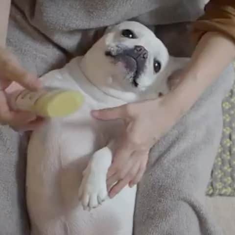 Regeneratti&Oliveira Kennelのインスタグラム：「RUFF paws? Heal them. The organic #PawSoother from @naturaldogcompany is an amazing all-natural balm that works fast to make paws healthy and smooth again. You can really see a difference after just one use! Want them to stay healthy? Check out #PawTection . ⭐ SAVE 20% off @naturaldogcompany with code JMARCOZ at NaturalDog.com  worldwide shipping  ad 📷: @kina0602 . . . . . . #frenchiepetsupply #frenchiesofinsta #pugsofinsta #frenchbulldog #frenchiesofinstagram #pug #frenchies #reversibleharness #frenchiehoodie #thedodo #frenchieharness #dogclothes #dogharness #frenchiegram #dogsbeingbasic #frenchieoftheday #instafrenchie #bulldogs #dogstagram #frenchievideo #cutepetclub #bestwoof #frenchies1 #ruffpost #bostonterrier #bostonsofig #animalonearth #dog」