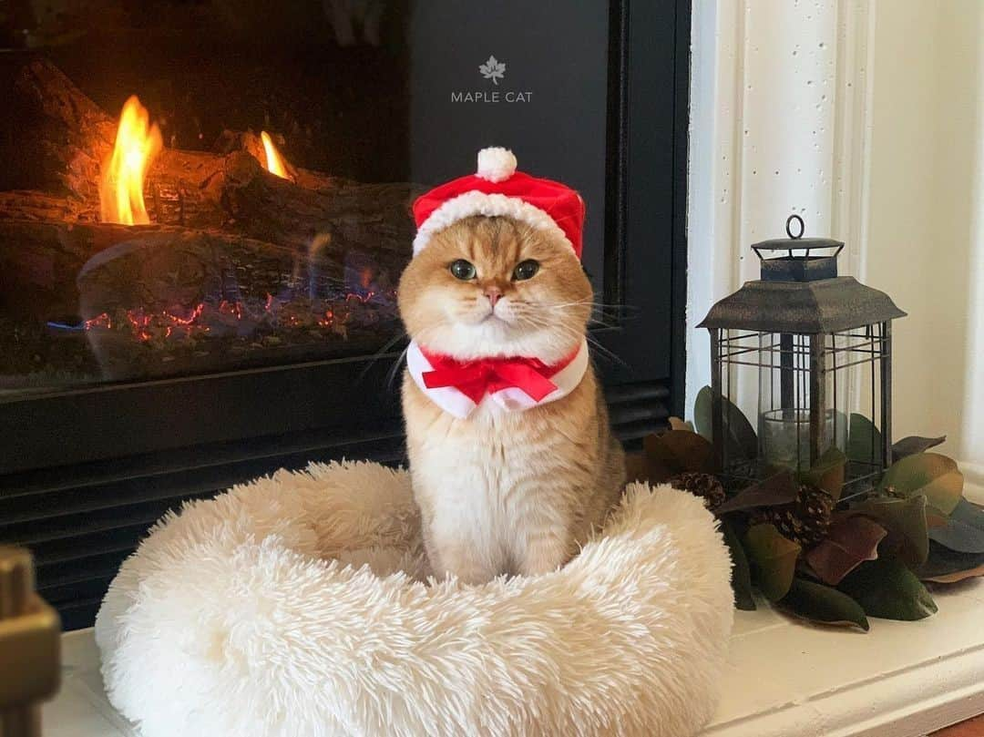 Aww Clubさんのインスタグラム写真 - (Aww ClubInstagram)「Santa Paws is coming to town! ⠀ ⠀ 📷@maple.cat⠀ ⠀ #meowed #maplecat #maple #🍁 #christmas #santa」12月9日 2時00分 - meowed