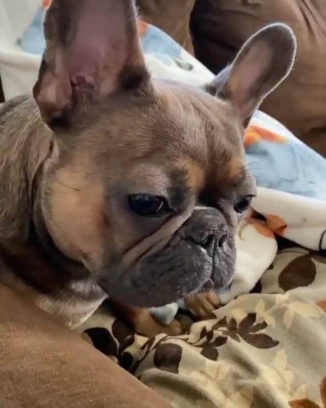 French Bulldogのインスタグラム