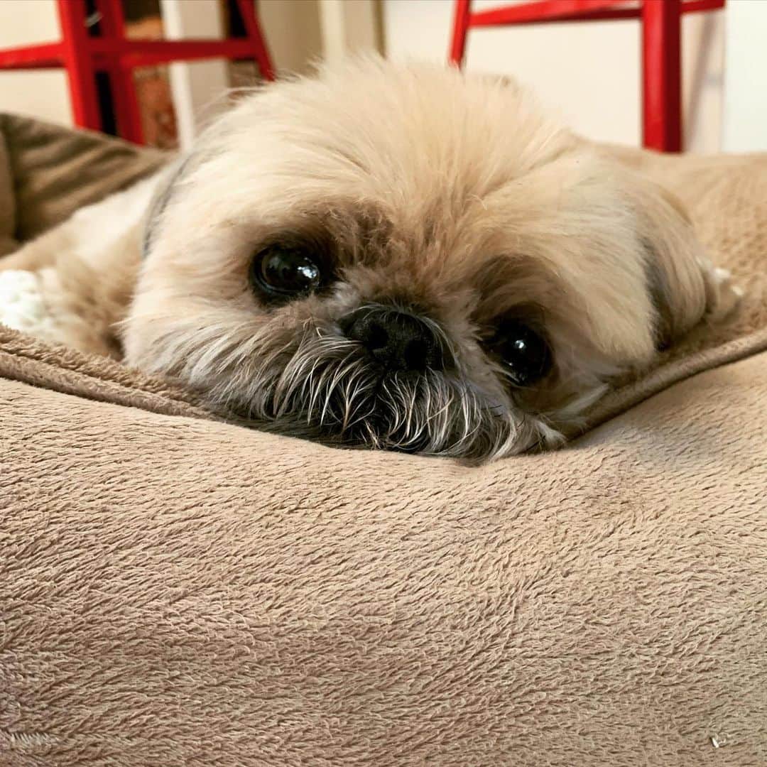 Dougie the Shih Tzuのインスタグラム：「Oh, hi.」
