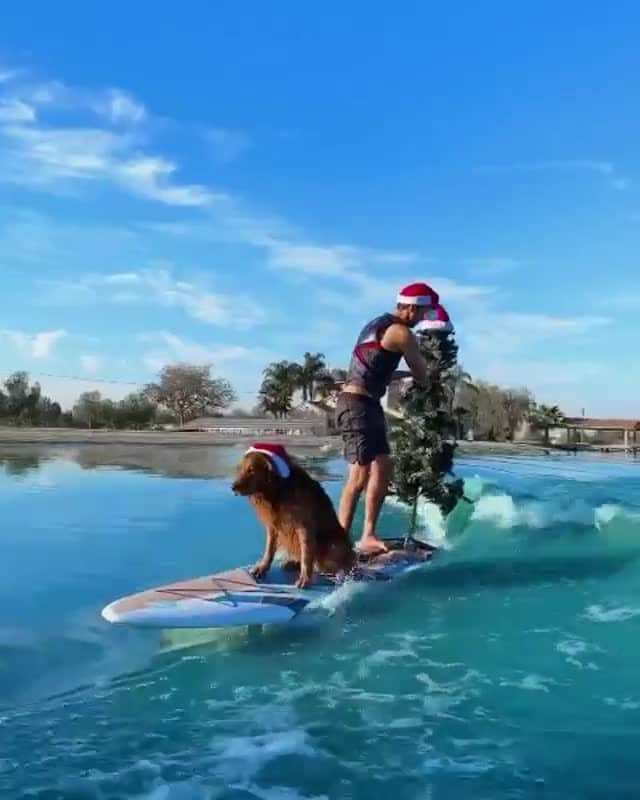 のインスタグラム：「"Riding that holiday wave🎄🌊 ," writes @stylwire  #dogsofinstagram」
