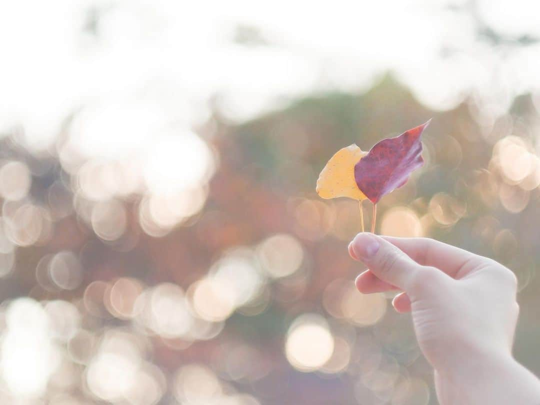 芥川愛加さんのインスタグラム写真 - (芥川愛加Instagram)「・ 前に秋探しへ行った時の📷🍂🍁 ・ ・ #久しぶりの投稿 #ちゃんと撮ってます📸 笑 #リフレッシュタイム #今度は冬を撮ろう #あいかめら」12月8日 18時21分 - aika_akutagawa