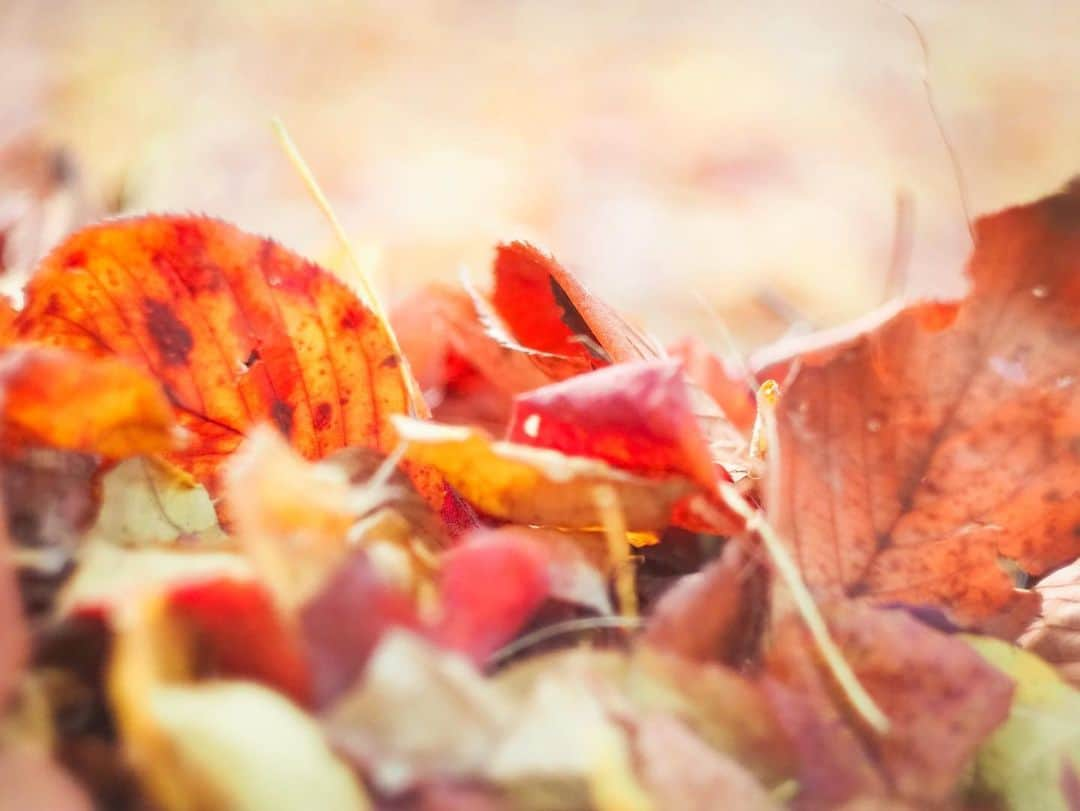 芥川愛加さんのインスタグラム写真 - (芥川愛加Instagram)「・ 前に秋探しへ行った時の📷🍂🍁 ・ ・ #久しぶりの投稿 #ちゃんと撮ってます📸 笑 #リフレッシュタイム #今度は冬を撮ろう #あいかめら」12月8日 18時21分 - aika_akutagawa