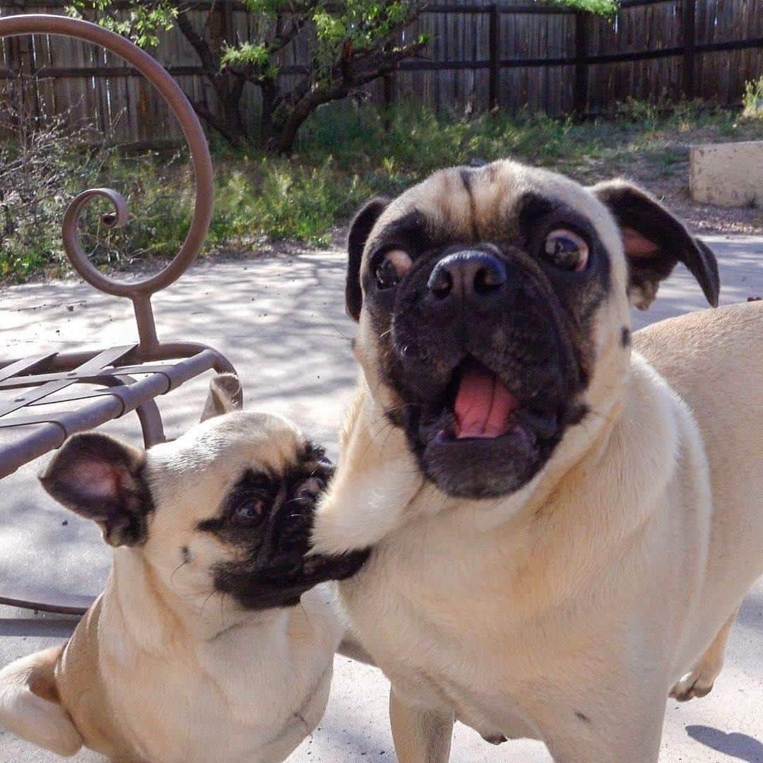 9GAGさんのインスタグラム写真 - (9GAGInstagram)「Siblings be like 📸 @actionpugs - #pug #dog #siblings #9gag」12月8日 18時46分 - 9gag