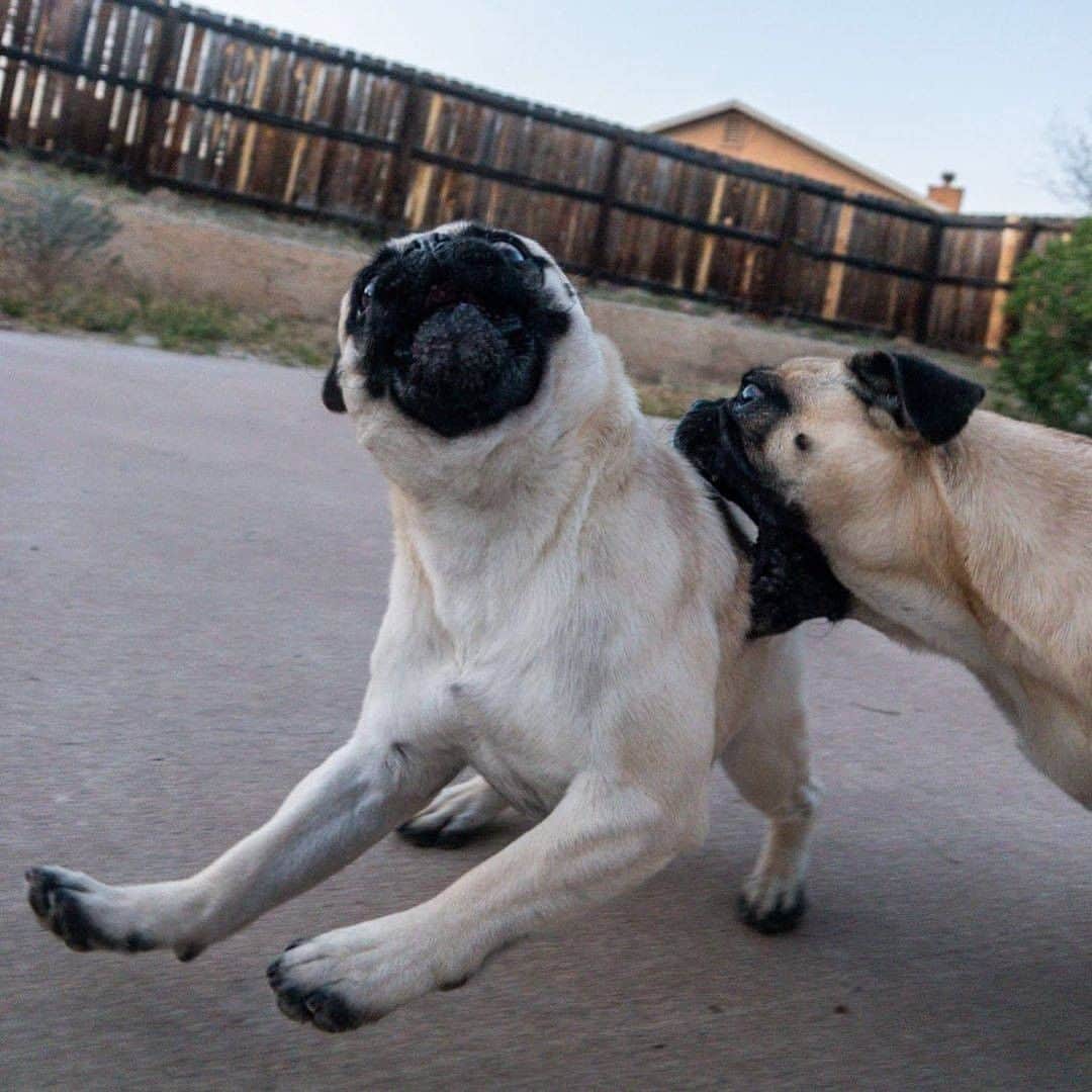 9GAGさんのインスタグラム写真 - (9GAGInstagram)「Siblings be like 📸 @actionpugs - #pug #dog #siblings #9gag」12月8日 18時46分 - 9gag