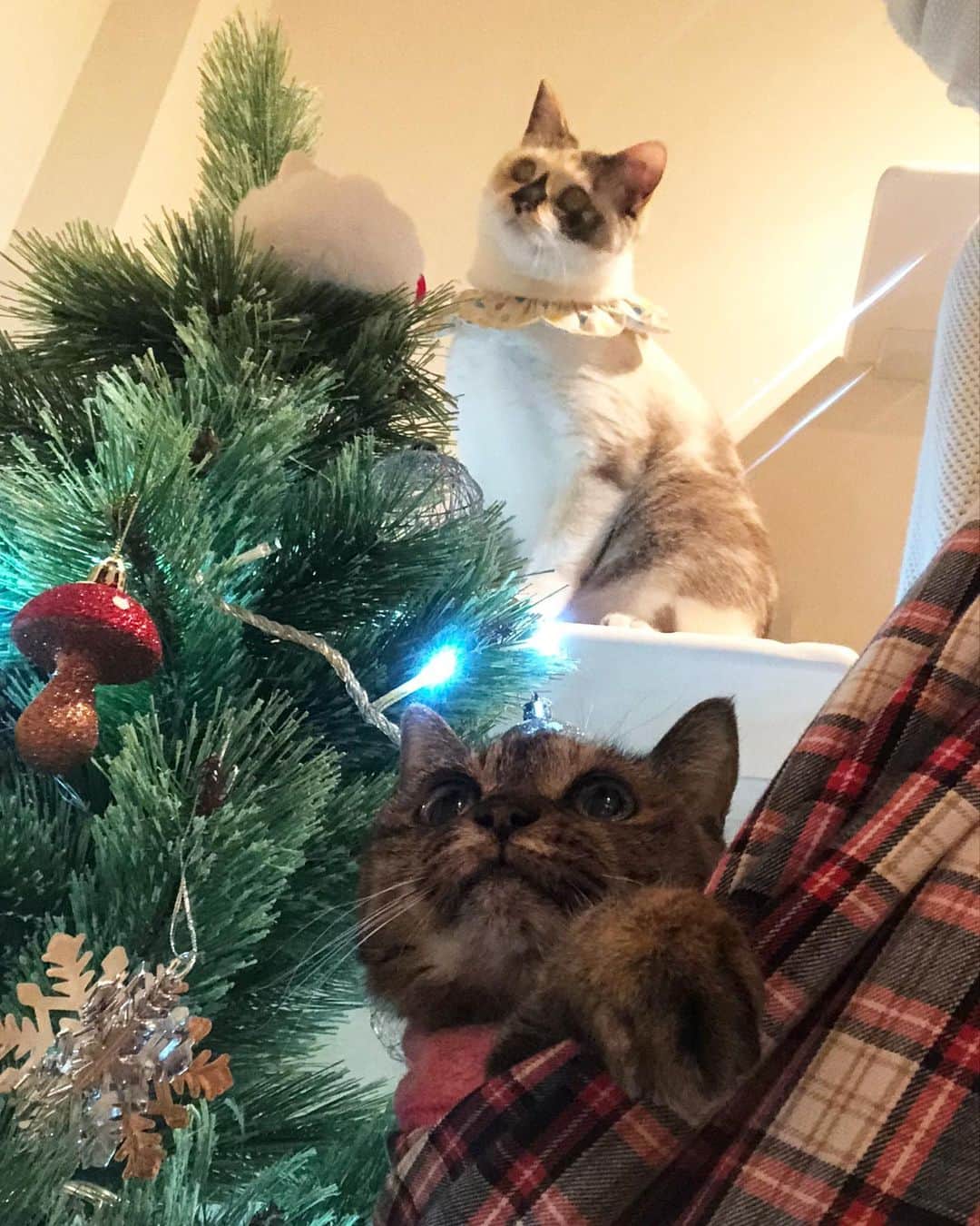 maimocotoのインスタグラム：「#20歳のモコ と20回目のChristmas🎄今年はtreeを新調しました🎅 あっという間の20年だけど、学生の時からモコはずっと一緒にいてくれて、苦楽を共にした思い出がたくさんあるよ✨最近は赤ちゃんみたいで、泣き出しておさまらないときはスリングに入れて抱っこすると、超ごきげんになるの❤︎安心してわがままを言ってくれるのが嬉しい😽 これからもストレスフリーに暮らしていこうね❤︎ ＊ ＊ #まだまだそばにいてね #お口の中まで可愛い #19歳差の姉妹 #モコとチコ #朝晩はフリース着せてます #慢性腎臓病　8年目」
