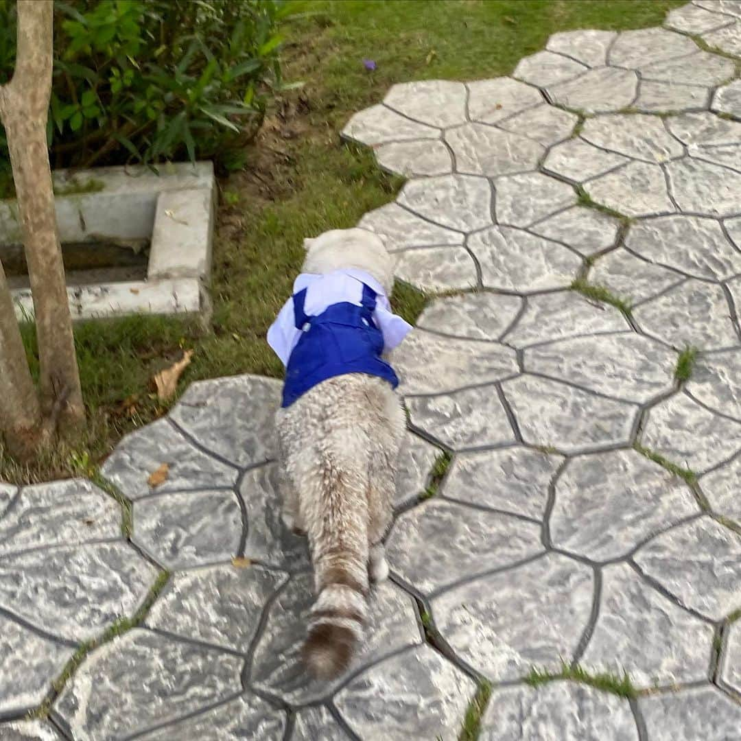 Haruのインスタグラム：「I just got home from school. 🎒🕰 #haruthecat」