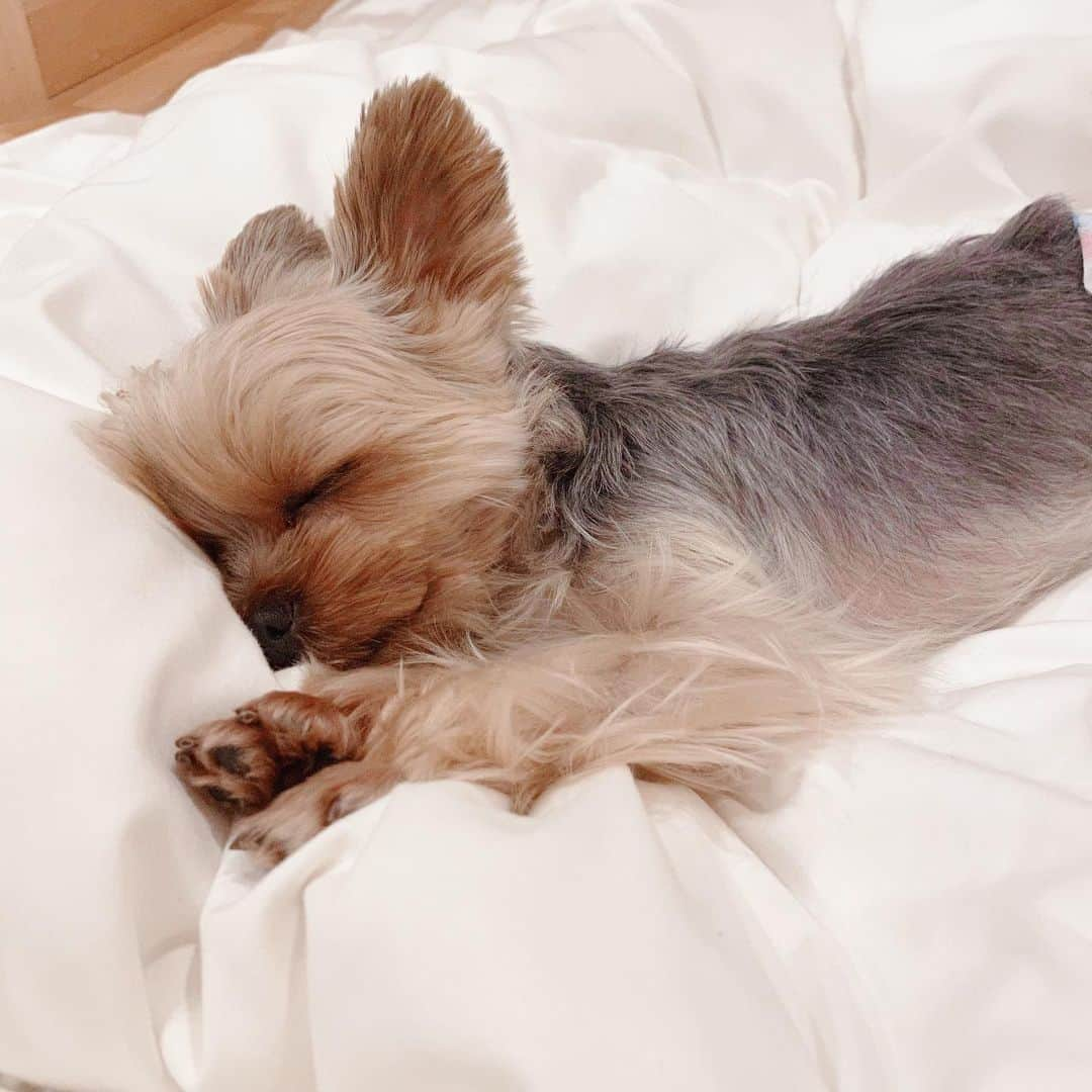 小嶋菜月さんのインスタグラム写真 - (小嶋菜月Instagram)「愛おしすぎる…🐶❤️ . . この寝顔みると 一気に幸せな気持ちになれちゃう🥰 . . #愛犬 #犬 #わんこ #ヨークシャテリア #アンジュ #女の子 #おねんね」12月8日 19時22分 - kojimanatsuki_offical