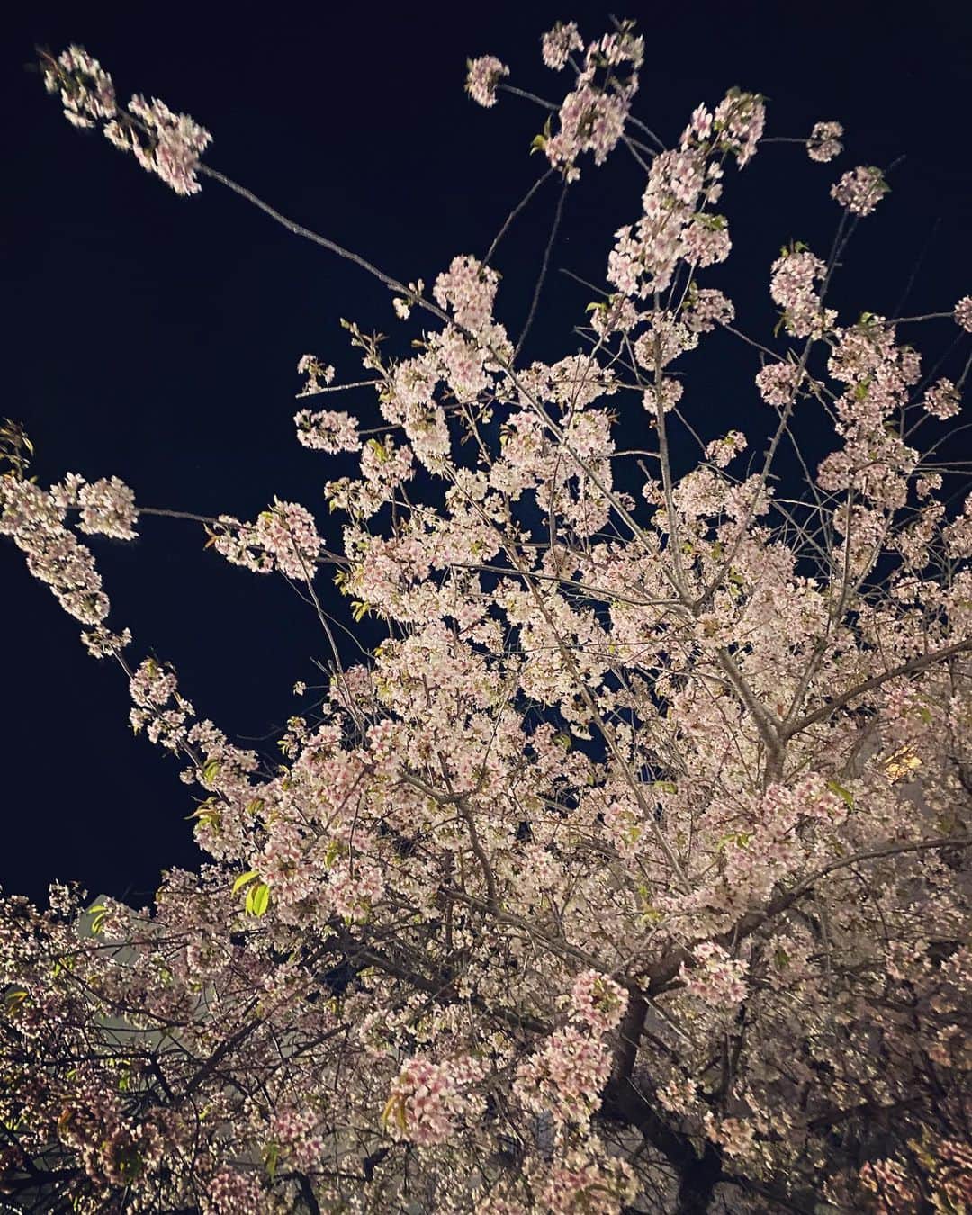 キャシー・リードのインスタグラム：「冬桜を初めて見た... とてもきれいですね🌸」