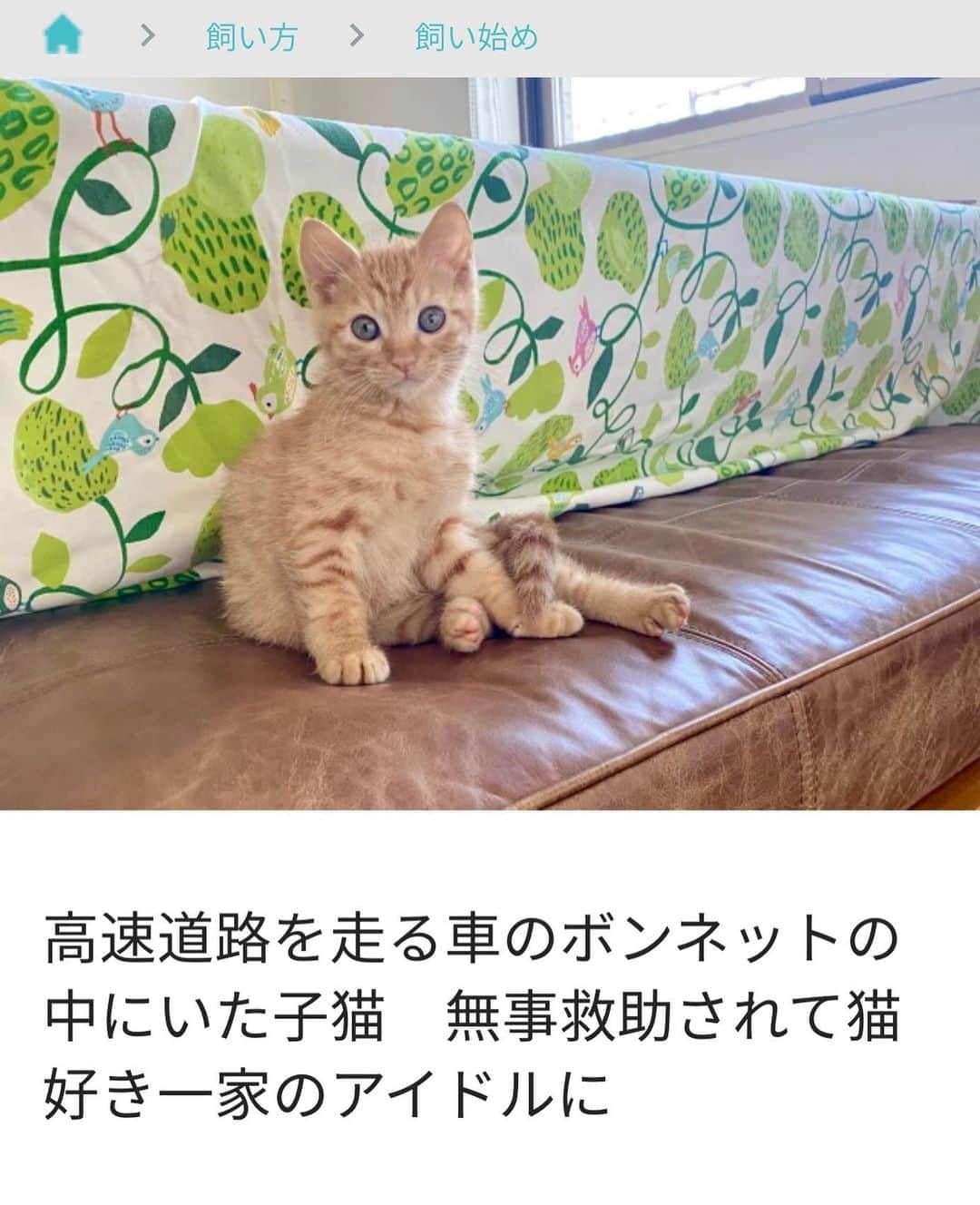 sippoさんのインスタグラム写真 - (sippoInstagram)「【オススメ記事】  高速道路を車で走っている最中、どこからか聞こえる猫の鳴き声🐈  「まさか」と思い、車を止めてボンネットを開けると、そこには生後３カ月ほどの茶トラの子猫がいました😳  著者は原田さつきさん  記事は、ストーリーズのリンク、または @sippo_official プロフィールのサイトリンクから新着情報をご覧いただくか、こちらのURLこらどうぞ→ https://sippo.asahi.com/article/13985594  #おーあみ避難所 #おーあみ避難所卒業生  #茶トラ #子猫 #猫バンバン」12月8日 19時23分 - sippo_official