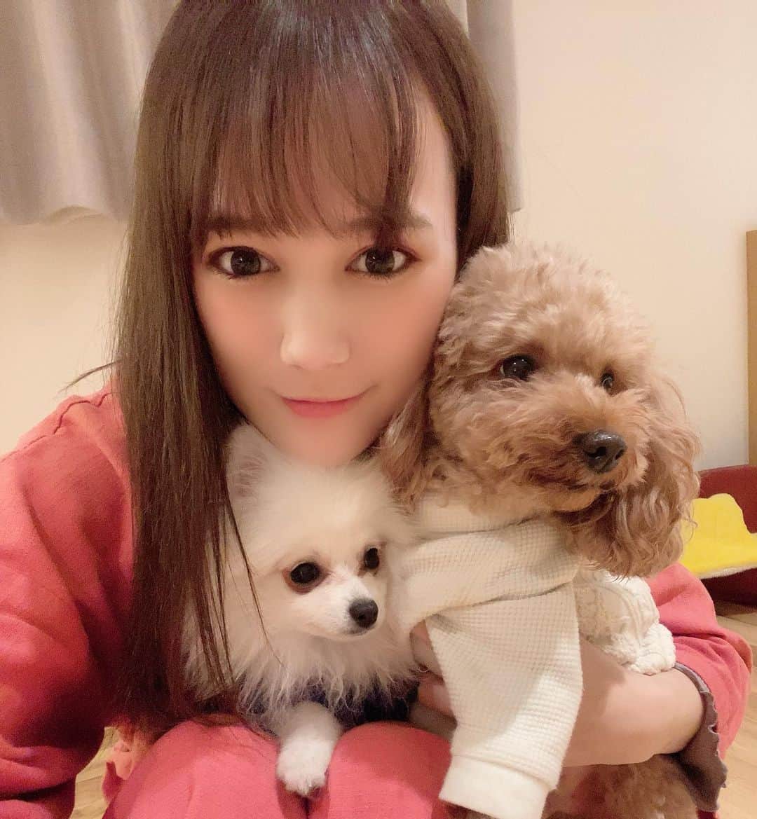 リロイここのインスタグラム：「. . 愛するわんこ達🐶 白いの→ハウル 茶色いの→風太 ピンクの→ここ . いつも仲良く遊んでて2人合わせてカフェオレみたいな色してるからカフェオレコンビって呼んでる♡♡ . #ポメラニアンが世界一可愛い #ポメラニアン#ポメラニアン大好き #白ポメ #トイプードル#トイプードル男の子 #トイプードルレッド #愛犬#愛犬との暮らし #愛犬との時間 #幸せ#犬になりたい」