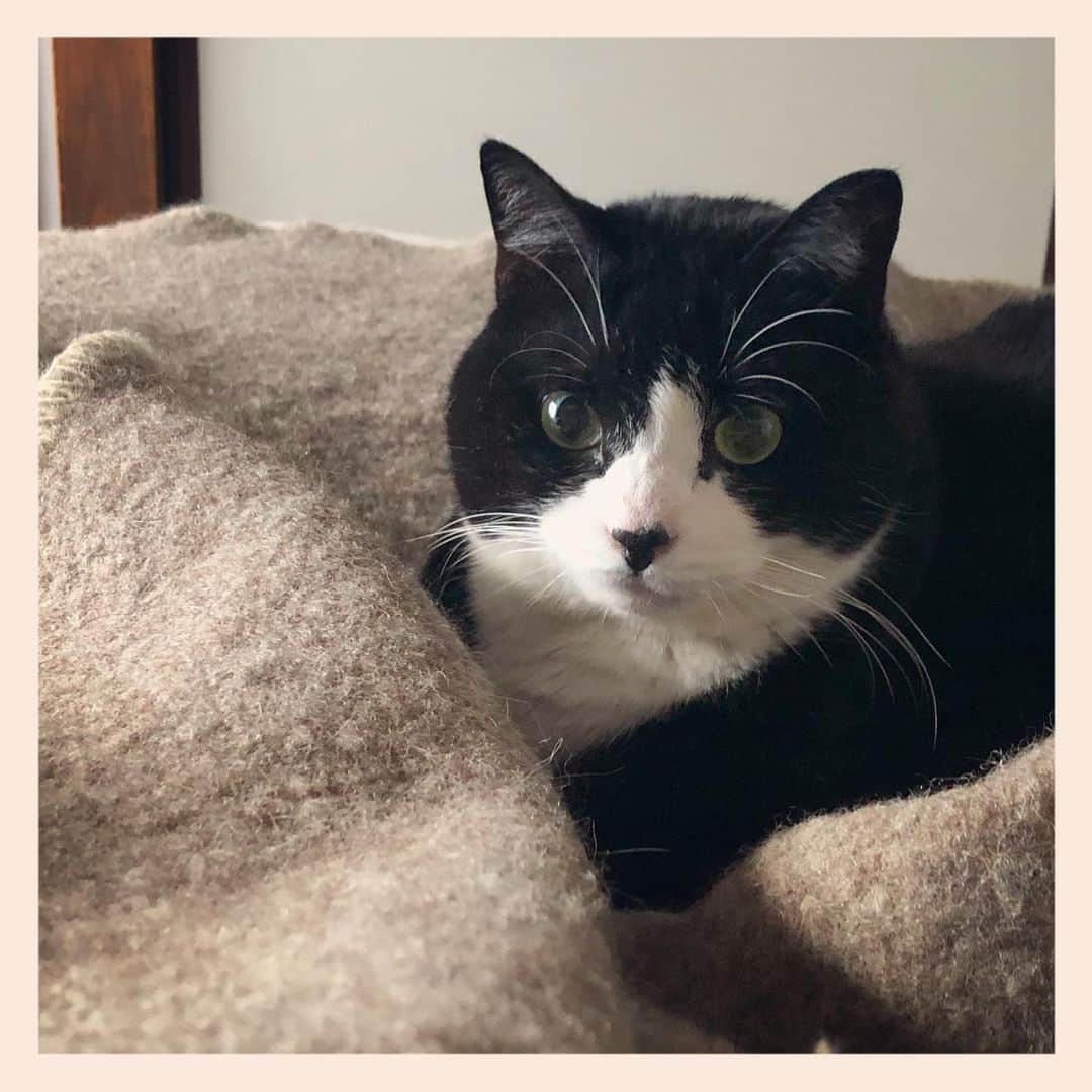 パンといっぴきのインスタグラム：「#元保護猫 #ハチワレ #白黒猫 #blackandwhitecat #tuxedocat」