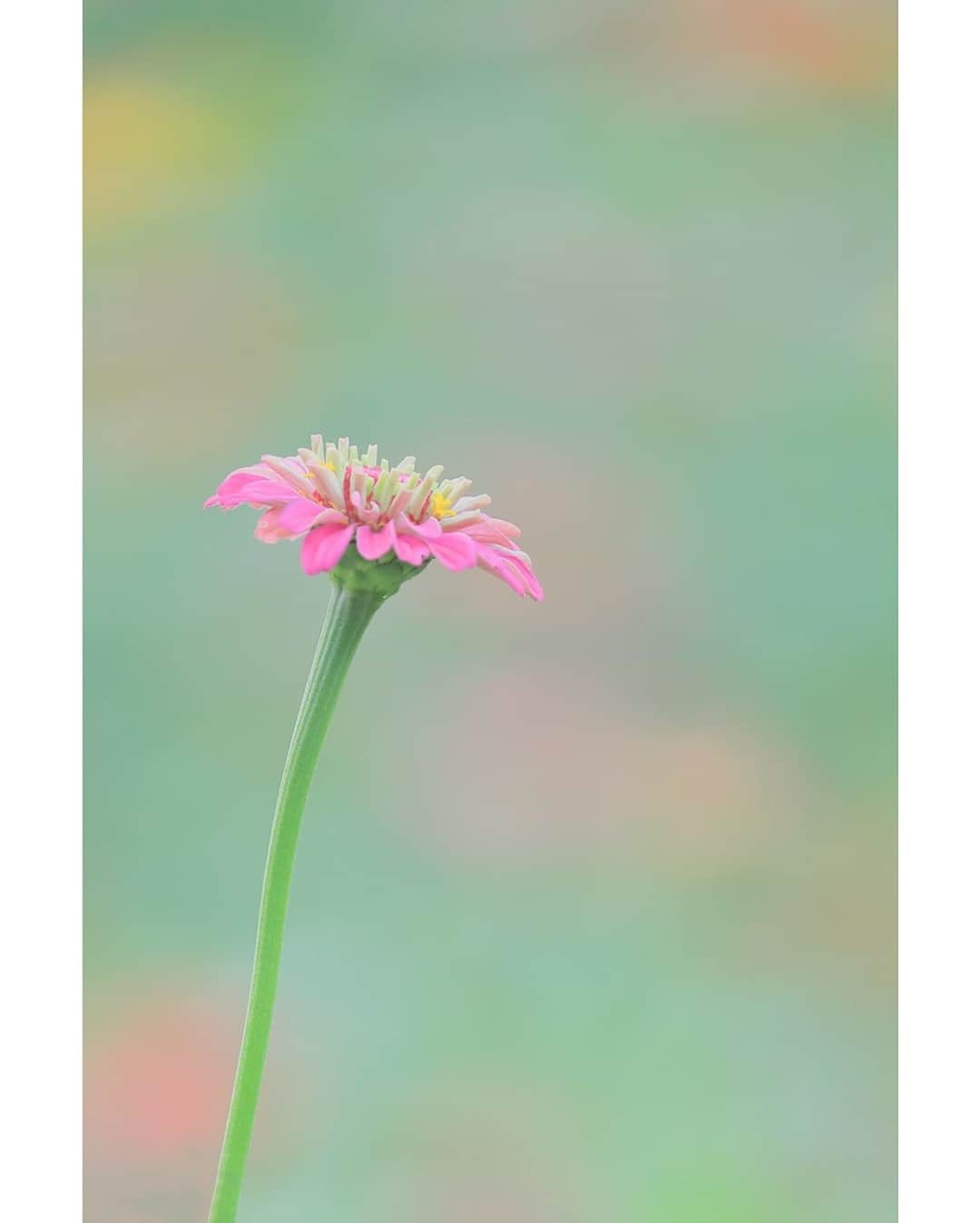 花の写真館のインスタグラム：「Photo by 落合 俊哉.⠀ .⠀ Original Post[投稿いただいたURL]⠀ https://www.facebook.com/photo.php?fbid=1567385543446103⠀ .⠀ 本アカウントは、 #私の花の写真 をつけてInstagramに投稿された皆さまの花の写真や、「花の写真館」Facebookページで投稿された花の写真を紹介します。⠀ 「花の写真館」Facebookページは、「 @floral.photograph 」のプロフィールにあるURLからご覧ください。⠀ .⠀ ※各自、政府、自治体など公的機関の指示に従った行動をお願いします。⠀⠀ 東京カメラ部および分室では、写真を「見る楽しみ」を提供することを通して、微力ながら皆様にわずかな時間でも癒しをお届けしたいと思っております。⠀ ※本アカウントは東京カメラ部がFacebook、Instagramのサービスを利用して運営しているもので、Facebook社・Instagramとは一切関係ありません。⠀ .⠀ #花の写真館 #floralphotograph #floralphoto #flower #flowers⠀ Follow: @floral.photograph」
