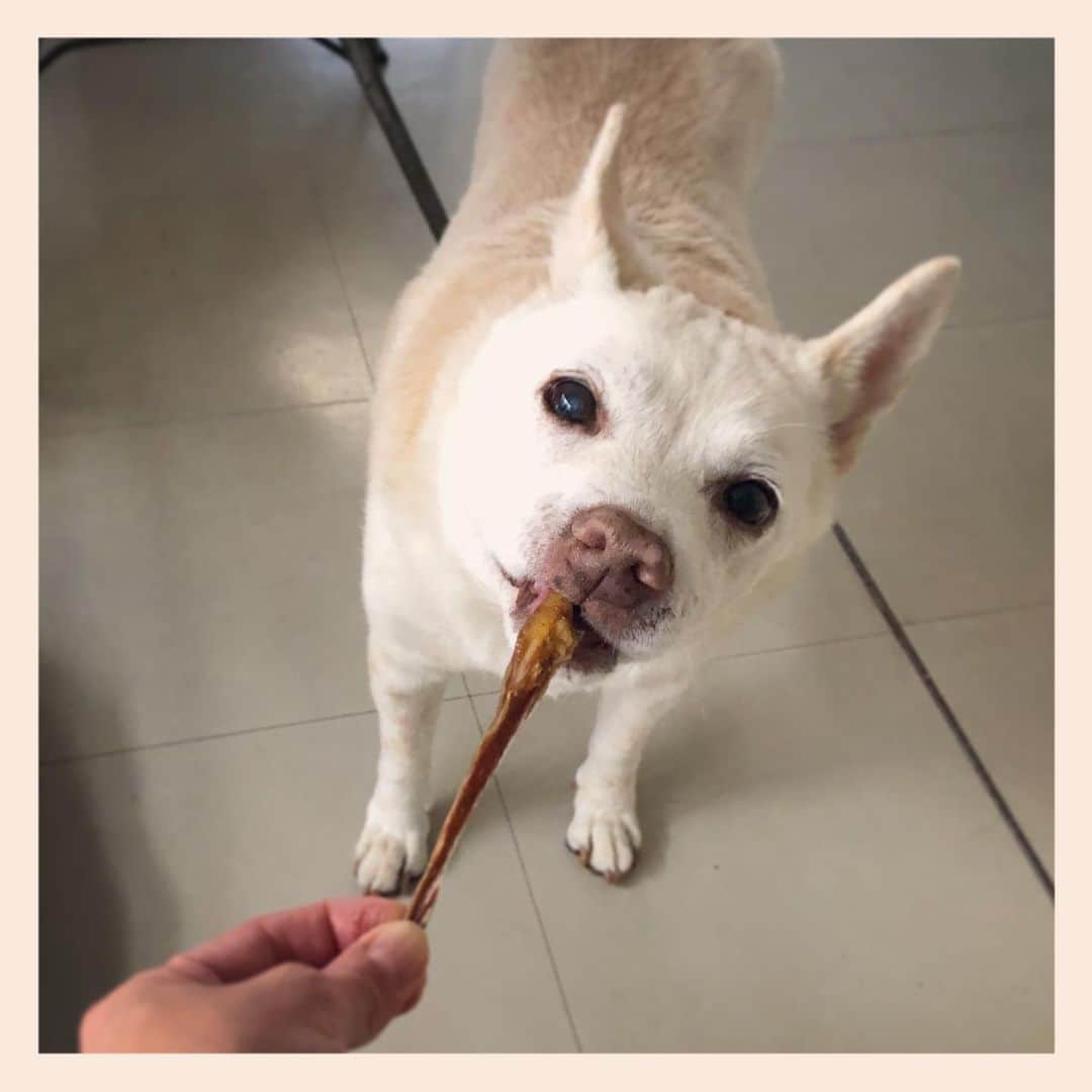 パンといっぴきのインスタグラム：「おやつ❤️   #元保護犬 #雑種犬 #crossbreed #mixdog #キップル14歳」
