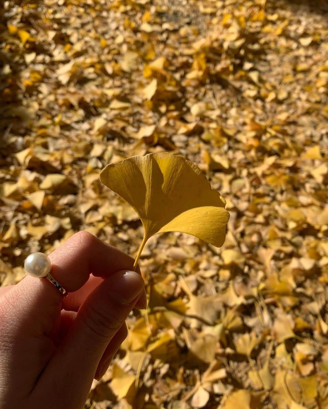 小高サラさんのインスタグラム写真 - (小高サラInstagram)「・  少し前のイチョウたち〜🌞  急いでたのですが ついつい立ち止まって写真撮っっちゃいました〜  #こんなに地面がイチョウだらけだったよっていう自撮り #イチョウ#イチョウ並木」12月8日 20時01分 - sara_odaka_official