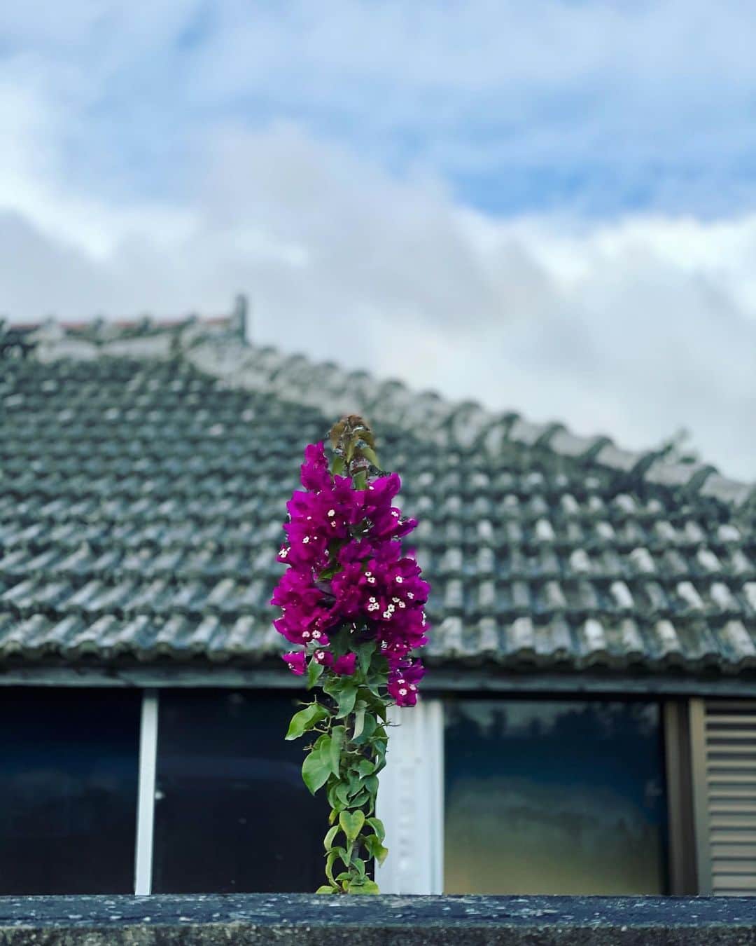 尚玄のインスタグラム：「『孤高』  #Bougainvillea #Okinawa  #ブーゲンビリア #沖縄 #古民家 #花言葉 #秘められた思い」