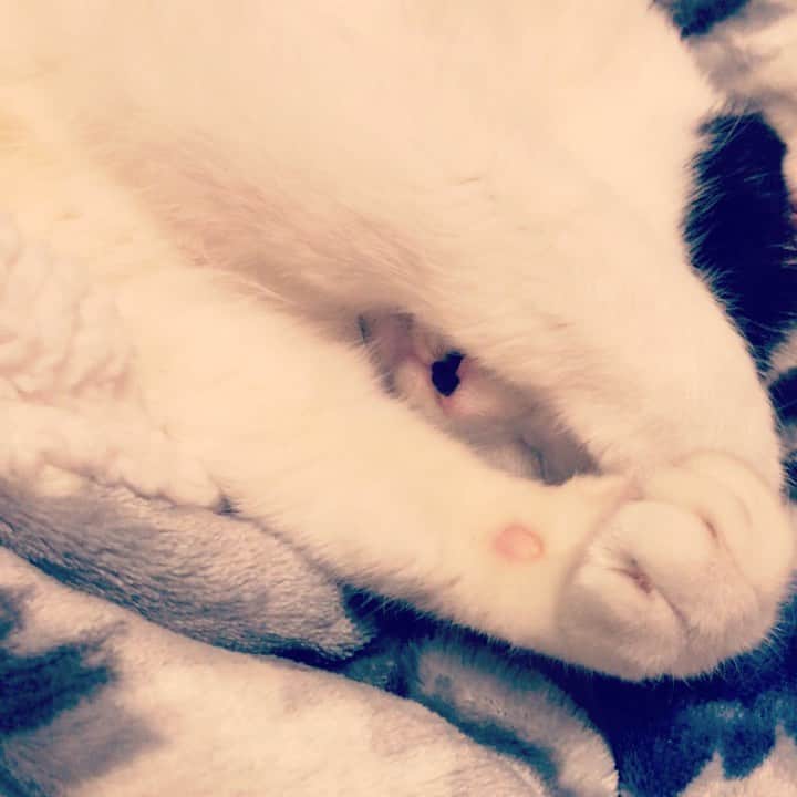 のインスタグラム：「公園から家にきて1ヶ月 緊張もなくなりリラックスしてきました😻  #cat #gato #猫 #ネコ #ねこ #ねこすたぐらむ」