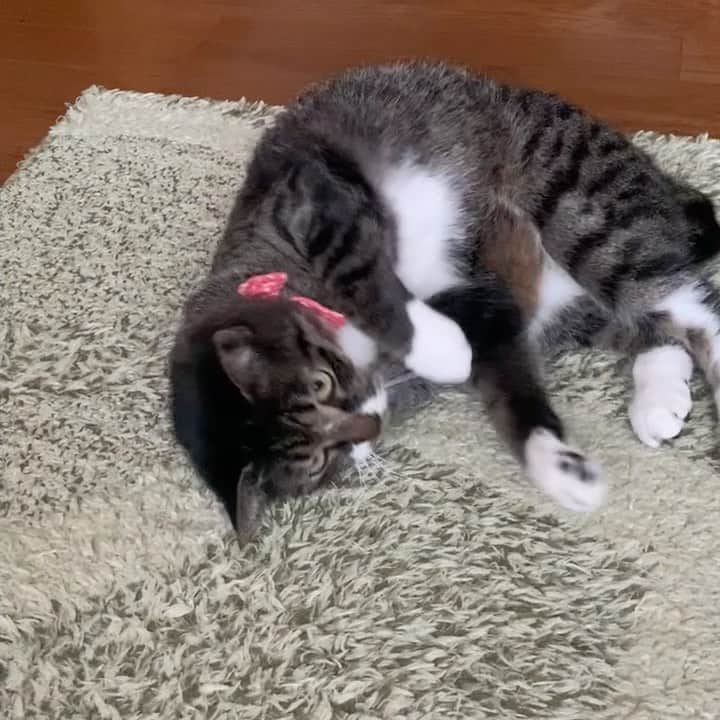 takegaeruのインスタグラム：「ゴハンの時間が近づくとソワソワてんちゃん #猫 #cat #よもねこ #よもぎねこ #キジトラ #きじとら」