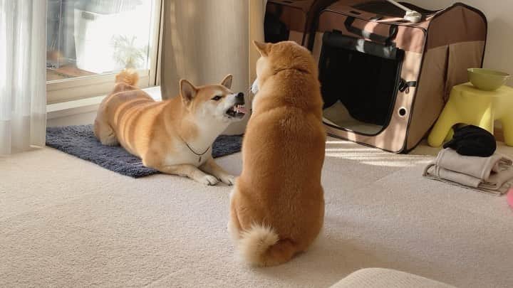 柴犬Mamesuke・Korosuke??大阪のインスタグラム