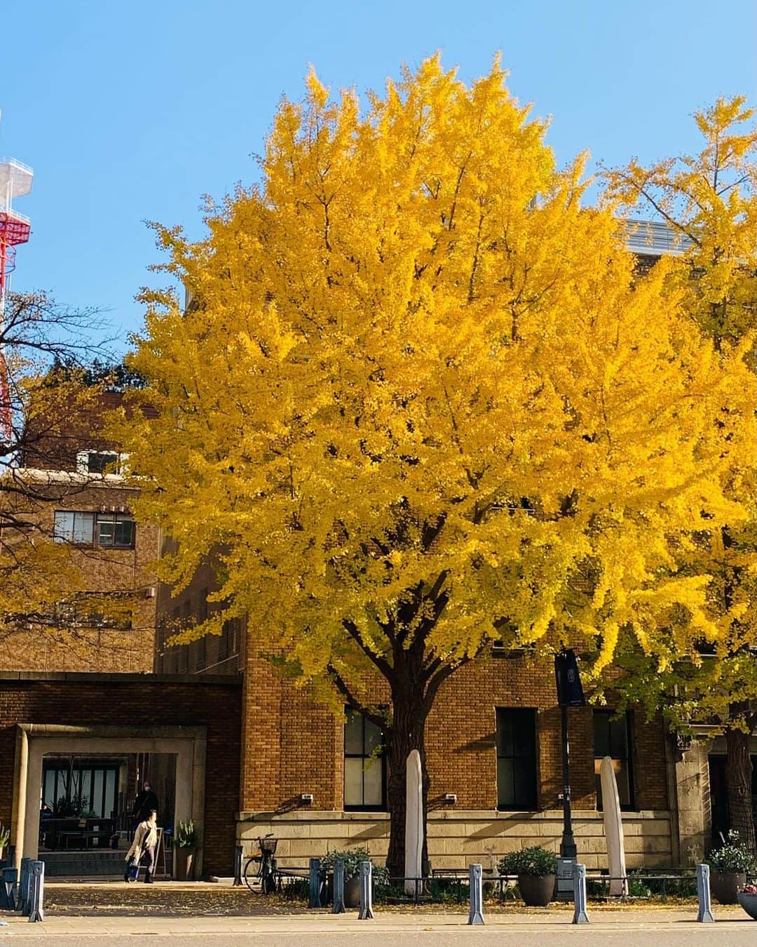 入江悠のインスタグラム：「〆切に追われつつの紅葉もまた良し。」