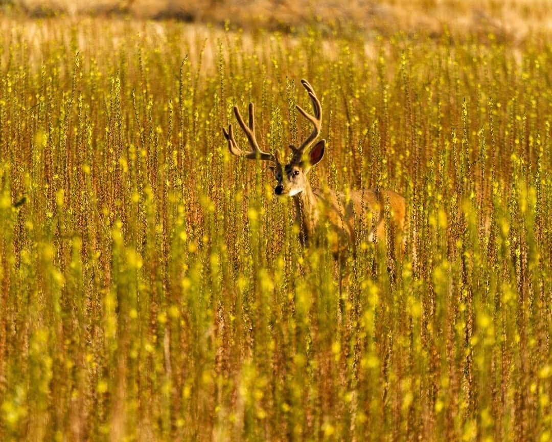 National Geographic Travelさんのインスタグラム写真 - (National Geographic TravelInstagram)「Photo by @stephen_matera / A mule deer stands in tall grass in late summer in Antelope Island State Park, Utah. The park, situated in the middle of Great Salt Lake, contains one of the largest free-roaming herds of bison, ranging from 500 to 700 in population. Pronghorn antelope and mule deer are also abundant on the island. The island is accessible via a causeway connecting it to the mainland.  Follow me @stephen_matera for more images like this from Utah and around the world. #bison #buffalo #greatsaltlake」12月8日 20時38分 - natgeotravel