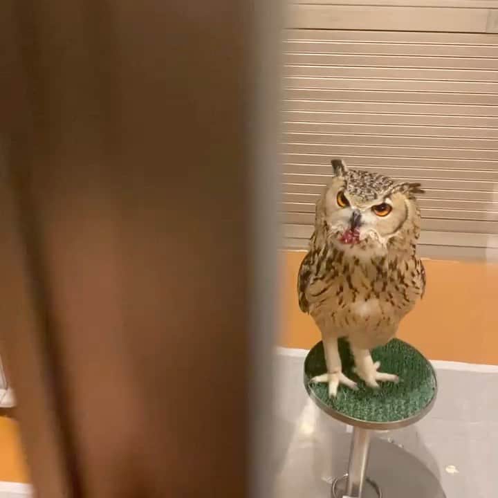 GEN3 Owlのインスタグラム：「一口どうぞ🍖って渡されても… He wants to eat with me. #owl #owlgaru #フクロウ」