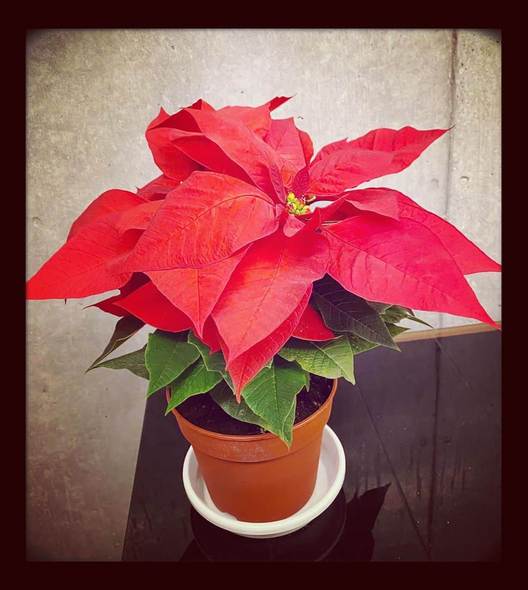 のインスタグラム：「この季節になると良くみかけるポインセチア❤️ 通りかかったお花屋さんに沢山売られていて、ついついこの癒される鮮やかな赤い色に吸い寄せられ買ってみました😊✨ 植物の色、自然の中にある色って不思議ですよね✨ とても綺麗です💖 #滝沢沙織 #通りかかった #お花屋さん #ポインセチア #鮮やか #赤 #Poinsettia #red #癒される」