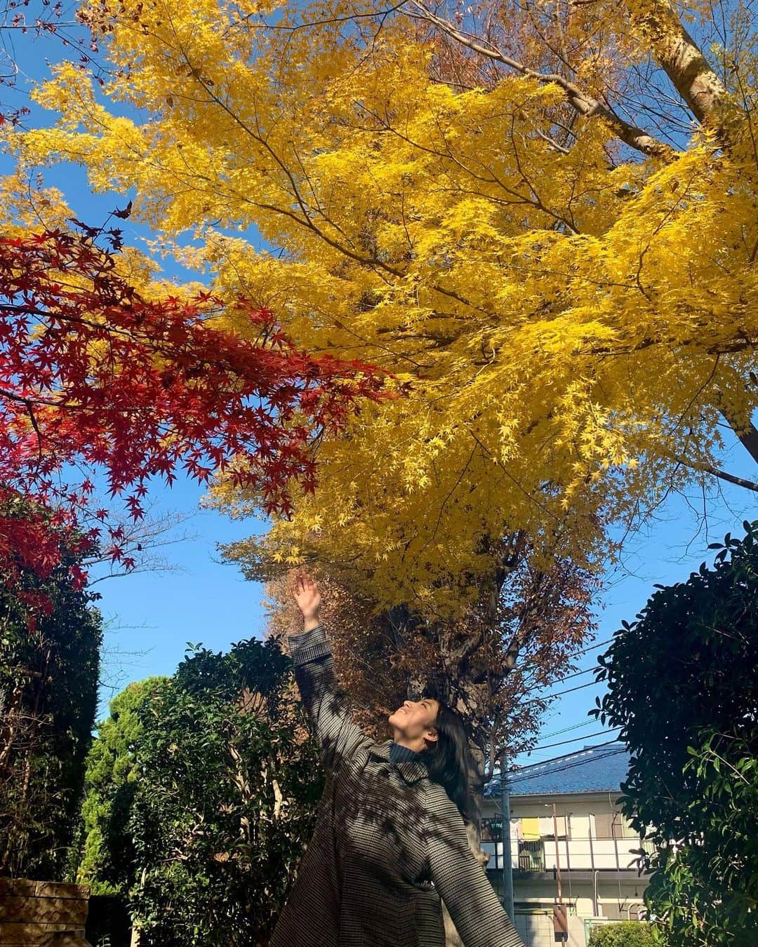 AO のインスタグラム：「黄色いモミジ🍁 #紅葉#もみじ#もみじ饅頭」