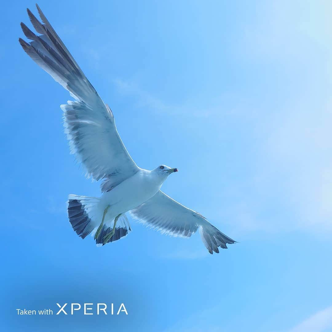 Sony Mobileさんのインスタグラム写真 - (Sony MobileInstagram)「Let your creativity take flight. Nature photographer @yamamarimo captured this ethereal moment with Photography Pro and 20fps burst shooting on Xperia 5 II.  #TakenWithXperia #Xperia5II #Sony #SonyXperia #MobilePhotography #Photography #Photographer #Nature #NaturePhotography #CaptureTheMoment #PhotographyPro #NoEdit #NoFilter  24mm  1/4000s  f/1.7  ISO125」12月8日 21時05分 - sonyxperia