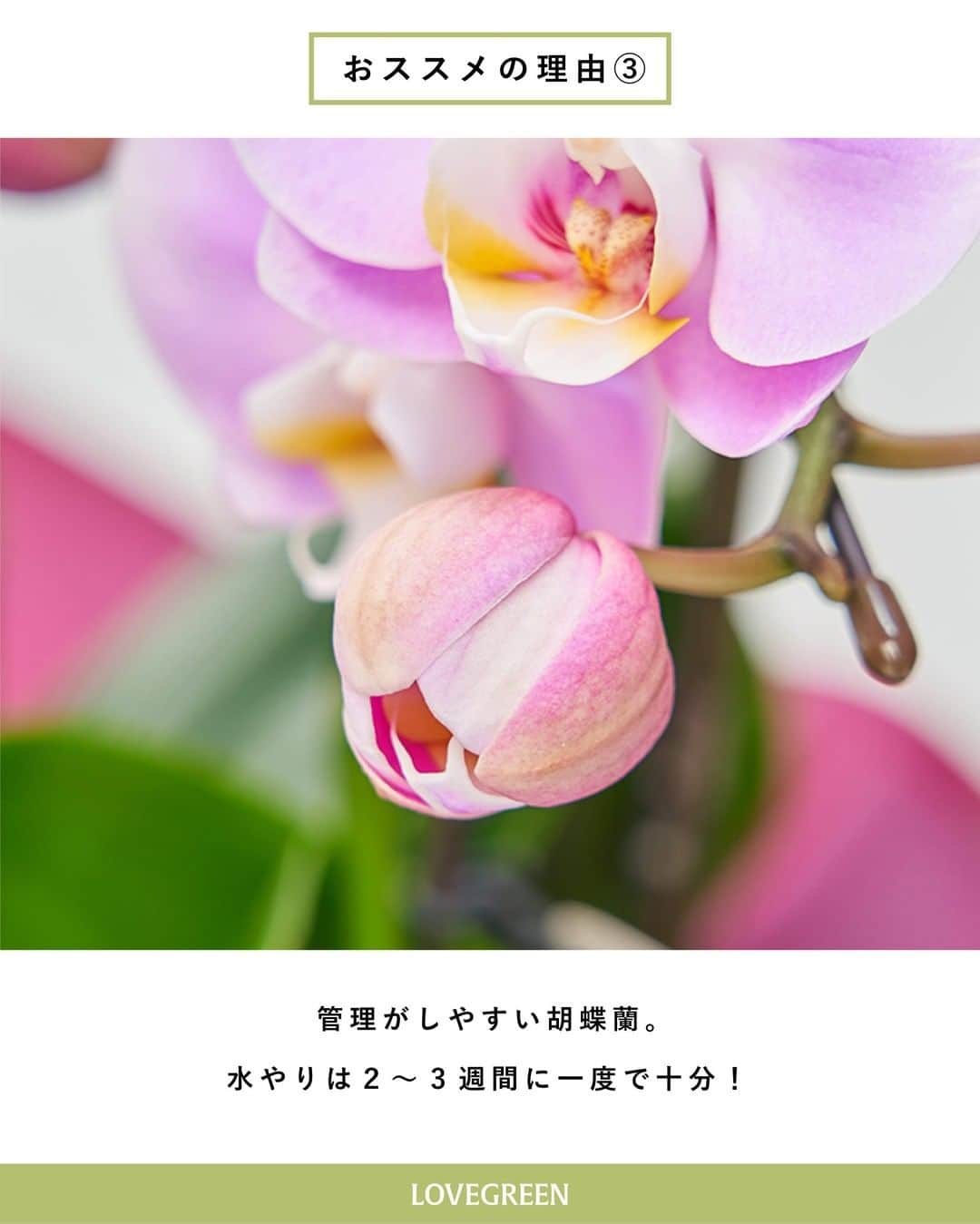LOVEGREEN -植物と暮らしを豊かに。さんのインスタグラム写真 - (LOVEGREEN -植物と暮らしを豊かに。Instagram)「［編集部のすゝめ］ 〜コチョウランを、贈る。〜 .  お誕生日、還暦祝い、引っ越し祝い、開業・開店祝い、昇進祝いなど… 祝福される人の特別なシーンに「胡蝶蘭」を贈ってみませんか😌  柔らかな芳香と色合い、凛とした佇まいで空間に彩りを添えてくれる存在のお花です。 . ─────────────────── ＊胡蝶蘭がギフトにおすすめの理由＊ ─────────────────── . 【①花言葉が贈りものにぴったり】 まるで蝶が飛んでくるような、可愛らしい花姿から、「幸福が飛んでくる」「純粋な愛」などの花言葉がある胡蝶蘭。 大切な人のお祝いにぴったりの花言葉です。 花の色によってまたそれぞれ花言葉が。贈る方へのメッセージを花言葉に託して贈ってみるのも素敵ですね。 . 【➁花持ちがいい】 種類にもよりますが、通常の切り花が持つのは2～4週間程度。 ですが胡蝶蘭の開花期間は、1～2ヶ月にも及びます。 そのため、縁起の良い花とされています。 . 【➂管理しやすい】 もらったのはいいけれど、管理に手間がかかるものだと少し大変。 でも胡蝶蘭は管理も簡単なんです。 これからの季節であれば水やりは2～3週間に一度で十分。 通常の観葉植物と同様の感覚で、美しい花が長く楽しめるので、植物ビギナーの方でも安心です。 . また、花粉が飛ばないことや香りがきつすぎない点も、贈り物としては嬉しい、心遣いの一つ。 . 【④様々な贈答シーンに対応できる】 個人ギフトから法人などのビジネスシーンにも◎ 贈り物に困った場合は胡蝶蘭をセレクトしてみませんか。 . LOVEGREEN STOREでは 国内外で数々の受賞歴を持つ「椎名洋ラン園」さんの上質な胡蝶蘭を販売中！ . 豊富なサイズと花色の胡蝶蘭を取り扱っていますので、 ギフトに胡蝶蘭を、とお考えの方は、ぜひチェックしてみてください◎ . . #胡蝶蘭 #コチョウラン #洋ラン #ラン #蘭 #ギフト #贈り物 #プレゼント #お誕生日 #還暦 #引っ越し #開店祝い #ビジネス #法人 #法人ギフト #シェア #シェア #ミディ #白 #ピンク #黄色 #花言葉 #シェアオーキッド #シェア #花 #花のある暮らし #植物のある暮らし #花のある生活 #花が好き #フラワー」12月8日 21時00分 - lovegreen_official
