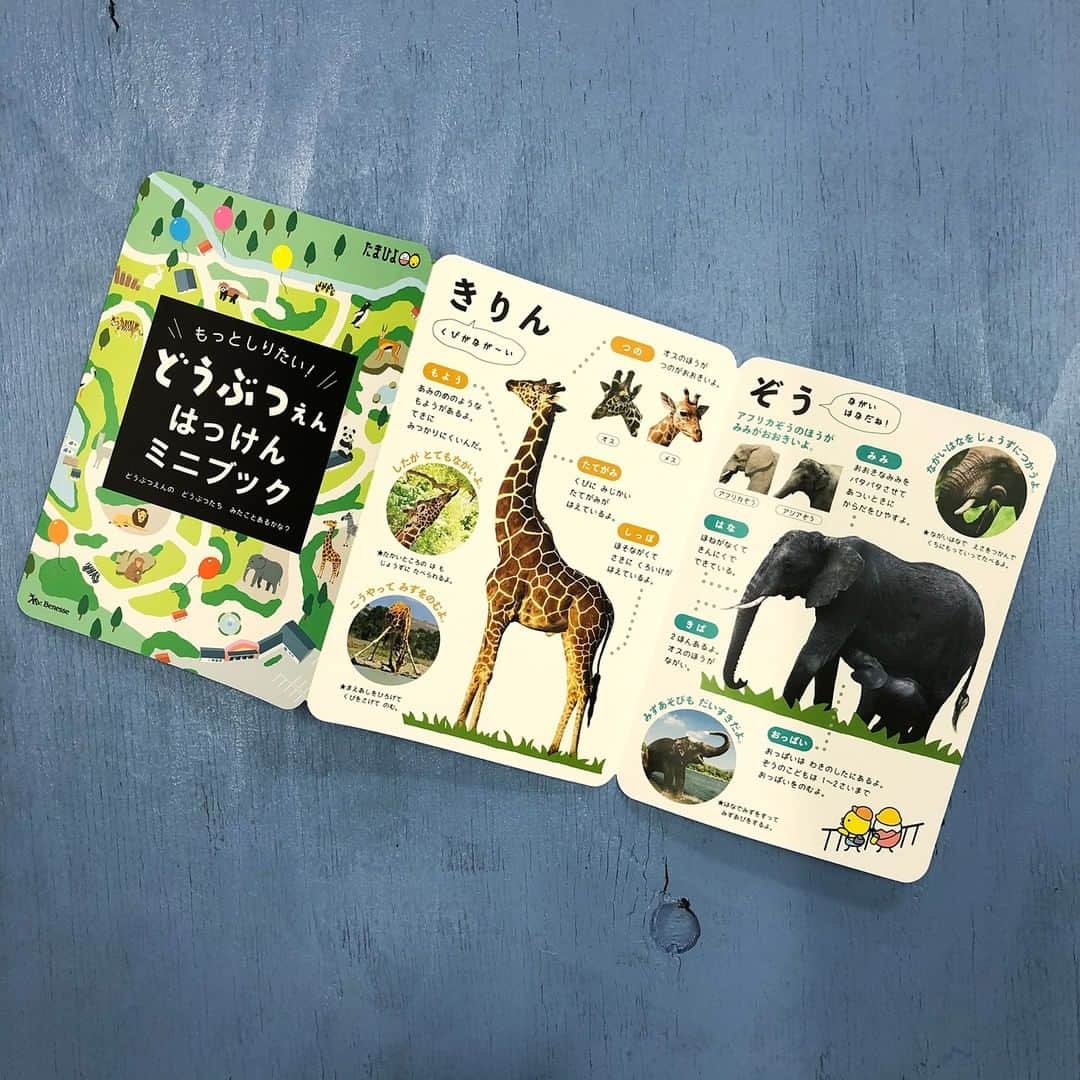 【公式】たまひよ編集部さんのインスタグラム写真 - (【公式】たまひよ編集部Instagram)「. ＼ 新発売のたまひよえほん『どんなこえかな？なきごえいっぱいどうぶつ ずかん』をご紹介♪／ . 絵本にゆびでタッチ！ 音でまなべるどうぶつずかん  犬や猫などの身近な動物や、動物園で人気の象、ライオン、パンダなど、子どもたちが大好きな動物をたっぷり集めました。 日本語と英語で41種類の動物を収録。 なきごえ、豆知識もきけるずかん！ 「いぬ」「Dog」「わんわん」「はながよくて、においがよくわかるよ。うれしいとしっぽをふるよ！」など、えほんにタッチするとおしゃべりいっぱい！ 楽しいゲームとお歌2曲で、0歳から6歳まで長～く遊べます。 動物についての豆知識がわかる「どうぶつえんミニブック」つき！ . 【夢中になれる工夫がいっぱい！】 ●身近なかわいい動物から、動物園の人気者まで41種類収録 ●ボタンを1度押すと動物の名前となき声、2度押すと豆知識がきけます。（名前は英語も収録） ●動物の写真がいっぱい！ ●英語・日本語のおうた2曲とクイズ・ゲームで長く遊べる！ ●音量調節機能／日本語・英語切り替えボタンつき（英語はネイティブの発音です） . ※この商品は2018年1月発売の「なきごえきけちゃう！どうぶつずかん」の内容を一部変更して再編集したものです。 . ●対象年齢：0～6歳 ●発売日：2020年11月27日 ●どうぶつえんミニブックつき ●おうた2曲収録（『The Animal Song』・『ピクニック』） ●A4変型（縦255×横220×厚さ18mm） ●12ページ . プロフィール画面(@tamahiyoinsta)▶︎ハイライト「✨最新号」から、Amazonでチェックしてみてください！ . . #ひよこクラブ #ひよこクラブ最新号 #育児 #新生児 #赤ちゃん  #たまひよ #チーム出産育児 #今をみんなで乗り切ろう #プレママ #プレパパ #新米ママ #新米パパ  #新ママ #新パパ #ママ #パパ . ------------------------ ＼ #公式たまひよグラマー  募集中！／ . 編集部と一緒になってInstagramで活躍してくださる #公式たまひよグラマー を募集します。  . #妊娠 #出産 #育児 についてのあれこれを発信していただくほか、 #商品モニター やイベント・撮影等への参加の機会も！  たまひよを一緒に盛り上げてくれる方、好奇心旺盛でインスタへの投稿を頻繁にしている方、大歓迎です！  . 応募は、プロフィール画面のURLをチェック → @tamahiyoinsta ------------------------」12月8日 21時00分 - tamahiyoinsta
