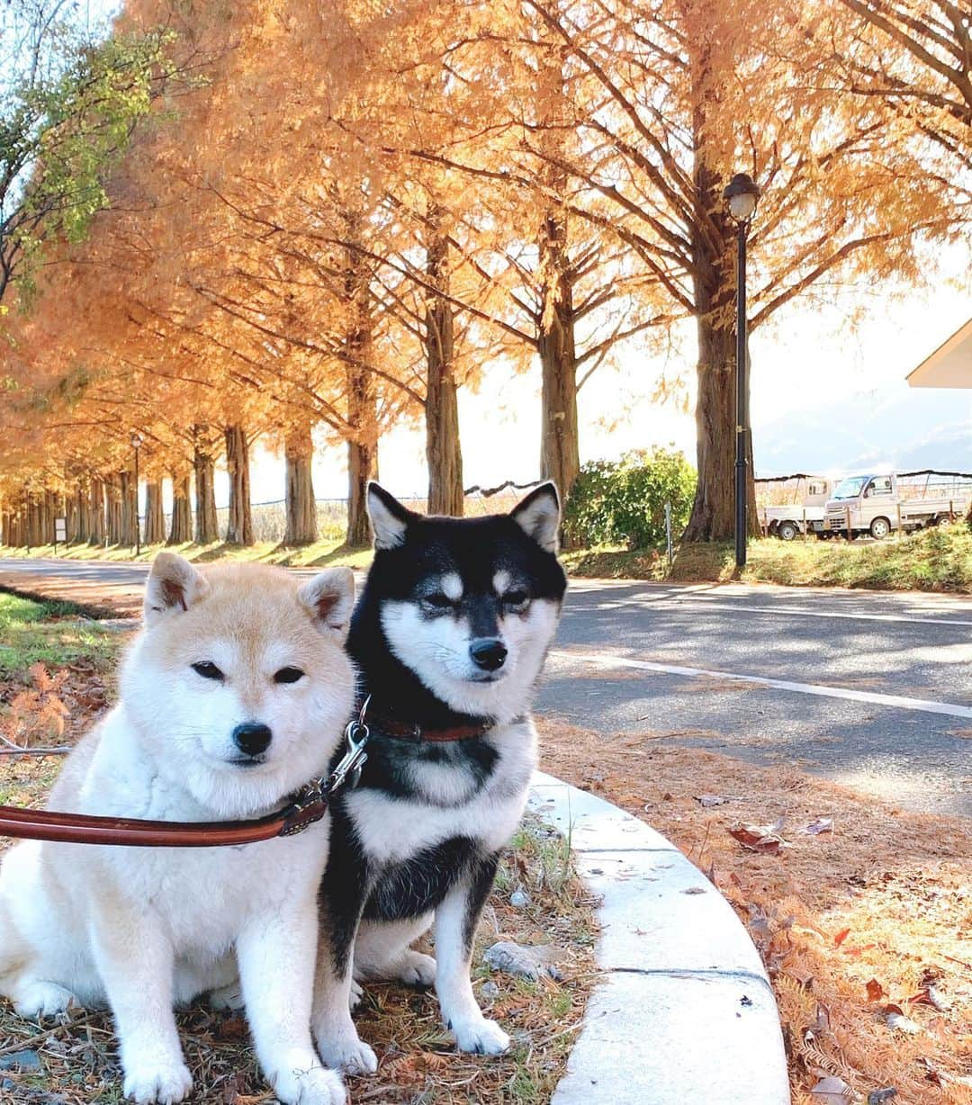 豆柴なつ&ふゆのインスタグラム