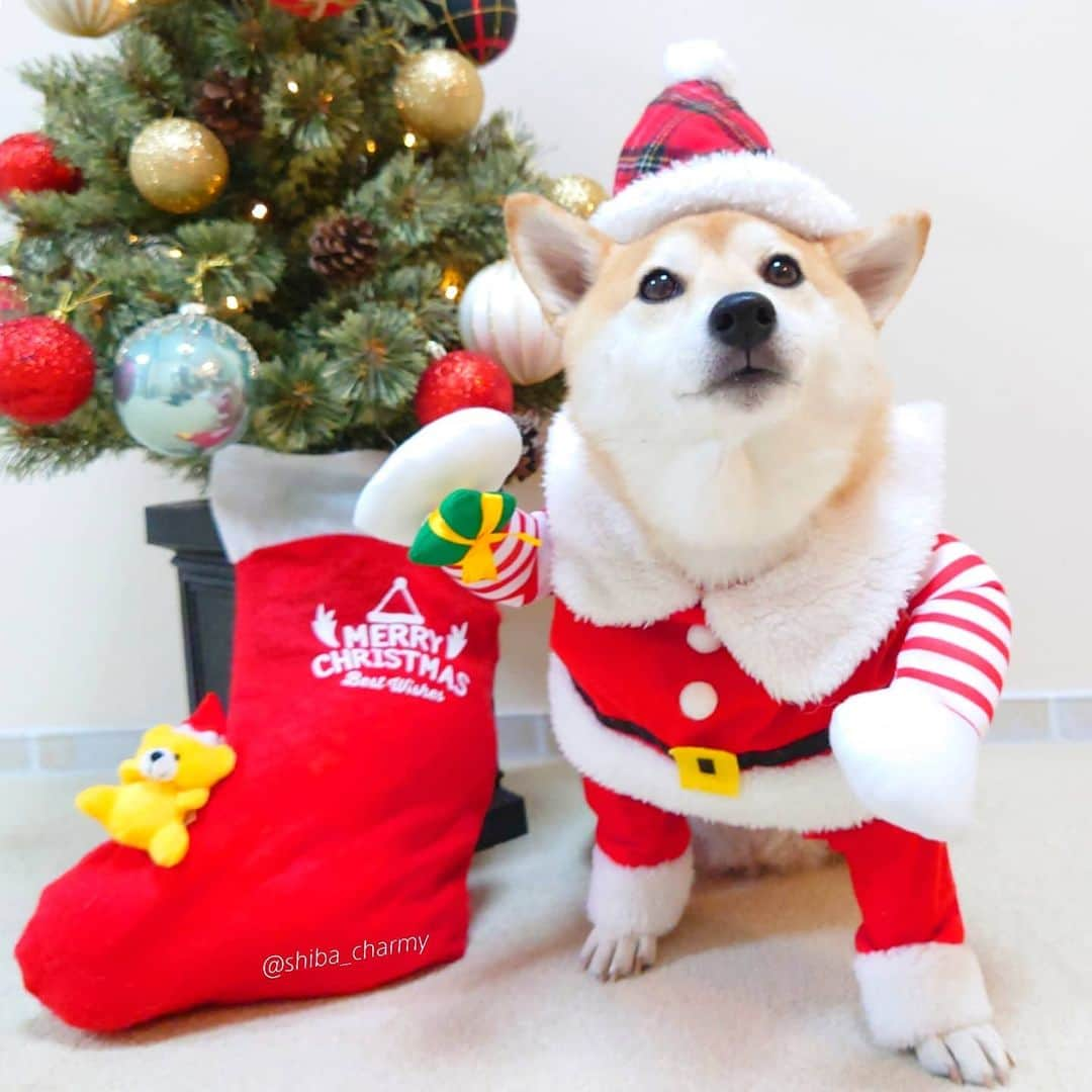 ちゃみさんのインスタグラム写真 - (ちゃみInstagram)「. 🎅なりきりチャミサンタ〜❣️ ❸マネキンみたい😂笑 ❹ちょっと前にサンタの練習した時の動画😁 . 【本日、12月10日 悪質な なりすましアカウントが削除されました🙇‍♀ご心配、ご迷惑をおかけ致しました🙇‍♀ 通報、ブロックにご協力してくださったすべての方に感謝致します✨ありがとうございます😭🙇‍♀】 . チャーミーのなりすましアカウントの件で 通報やブロックにご協力していただき ありがとうございます😭🙇‍♀✨　 . まだ、アカウントの削除までには至っていないので引き続き、報告、削除依頼をお願いしています。 . ストーリーにも再度投稿していますが ⚠偽アカウント『shiiba_charmy』← i が一本多い ⚠からフォローや、リクエスト、DMが送られてきても 通報、ブロックをお願い致します🙇‍♀　 悪質ななりすまし犯です！ DMに記載されているURLへのアクセスや情報の入力は絶対にしないでください。 ご迷惑をおかけしておりますが、よろしくお願い致します🙇‍♀ . . @wanqol  #wanqolクリスマス2020  @daisuki_petfoods  #冬のだいすきフォトコンテスト #クリスマス#クリスマスツリー#おうちクリスマス#サンタ#サンタクロース#xmas」12月8日 21時06分 - shiba_charmy