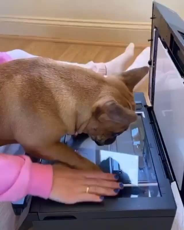 French Bulldogのインスタグラム