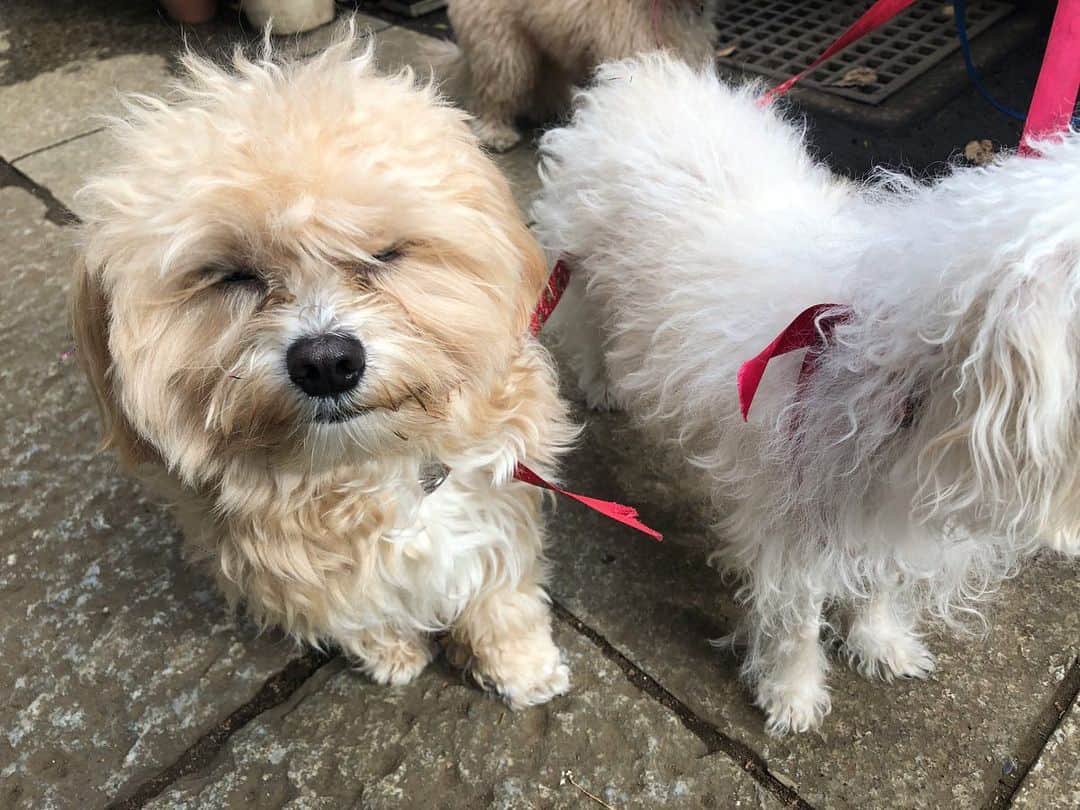 のインスタグラム：「😑🤍 . たまたま撮れたお顔がかわいすぎ💕 . . . #dogstagram #dog #cute #japan #tokyo #instadaily #instagood #doglife #dogoftheday #🐶」