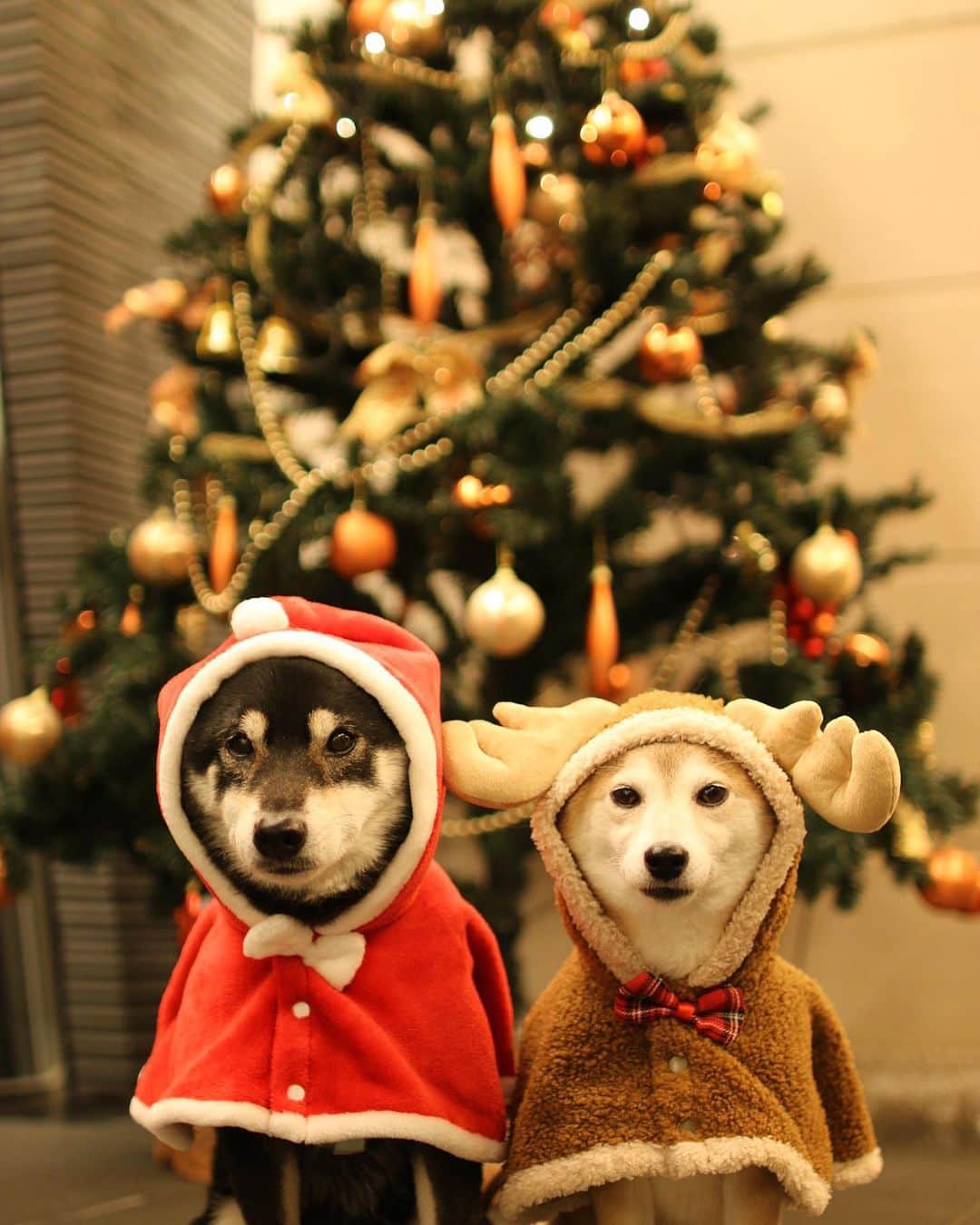 柴犬 けんしろう ゆりあのインスタグラム：「🐶🎄🐶  けんゆりプレゼント企画に たくさんのご応募ありがとうございます🥰  「抽選会楽しみにしててね❤️」 けんサンタ🎅ゆりトナカイ🦌より  応募〆切は、12/13(日)です！ . . 昨日けんちゃん14歳6ヶ月を迎えたので けんゆりの夕食を焼肉🥓にしたのですが けんちゃん、ゆりあが見てない隙に ゆりあのお肉盗み食いしてました〜🤣🤣  動画撮ったのでストーリーズに載せますね！」