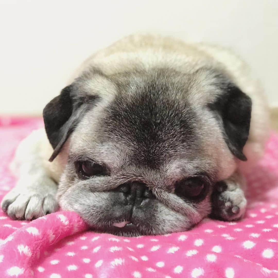 八兵衛のインスタグラム：「Hachibei🐶 * *  #ほぼ黒パグ #おじいちゃん犬 #pug #puggy #puglife #puglove #petstagram #pugstagram #pugsofinstagram #pugs #dog #ふわもこ部  @igersjp #IGersJP #east_dog_japan #pecoイヌ部 #八兵衛 #はちべえ #sippoストーリー」