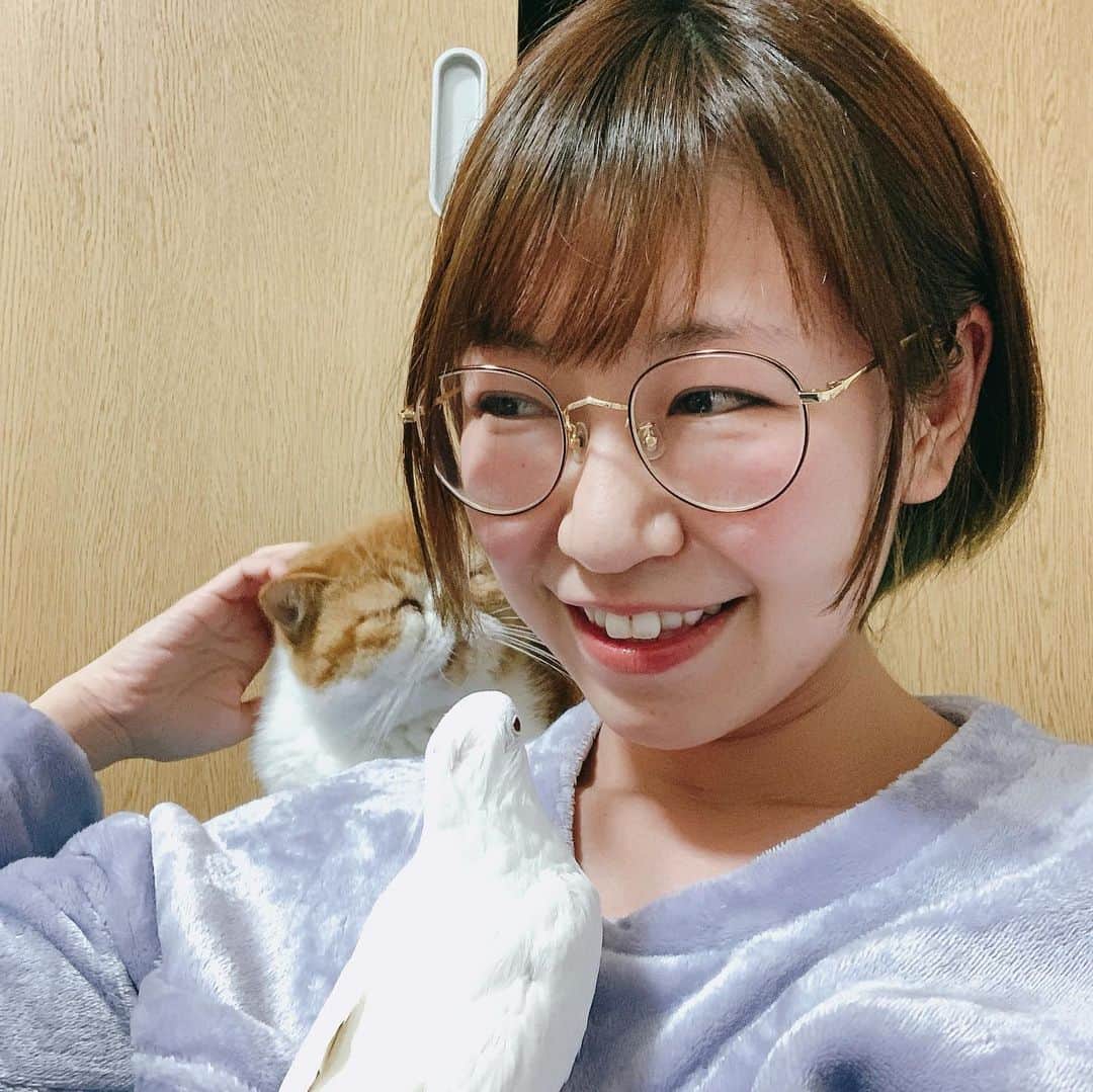 桜 稲垣早希さんのインスタグラム写真 桜 稲垣早希instagram いつもお風呂上がりに夜のたわむれ会をします この時間は主に量産を愛でる時間なのでカシがずっとガン飛ばしてきます オカメインコ エキゾチックショートヘア 異種多頭飼い 扉の隙間怖い 12月8日