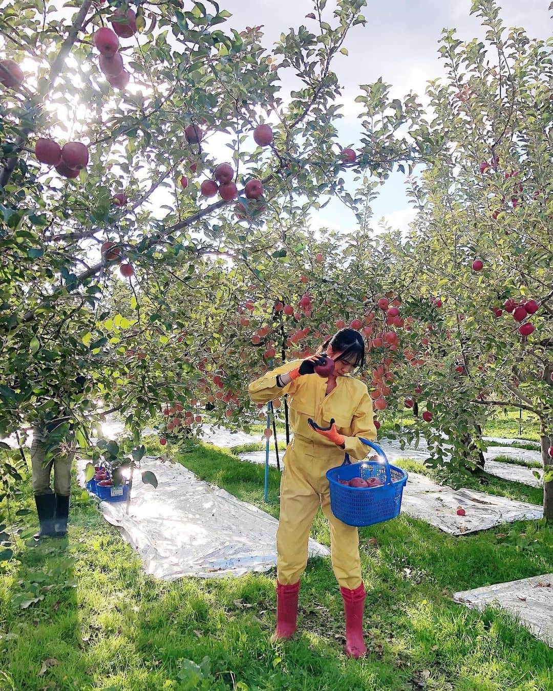 ときさんのインスタグラム写真 - (ときInstagram)「ふじりんご🍎🍎🍎  メンバーみんなで収穫をして、難しい初の選果をしたりんご‼️  蜜た〜ぷり、甘みと酸味のバランスがちょうど良くて、ジューシーなふじりんご🙌  残りわずかなので、ぜひ食べてみて欲しい😳❣️  #りんご #apple #果物 #フルーツ #旬 #ふじ」12月8日 21時45分 - toki_ringomusume