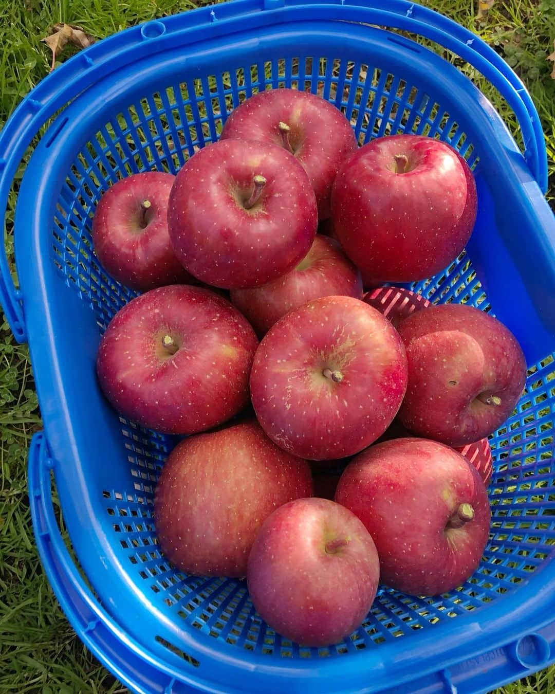 ときさんのインスタグラム写真 - (ときInstagram)「ふじりんご🍎🍎🍎  メンバーみんなで収穫をして、難しい初の選果をしたりんご‼️  蜜た〜ぷり、甘みと酸味のバランスがちょうど良くて、ジューシーなふじりんご🙌  残りわずかなので、ぜひ食べてみて欲しい😳❣️  #りんご #apple #果物 #フルーツ #旬 #ふじ」12月8日 21時45分 - toki_ringomusume