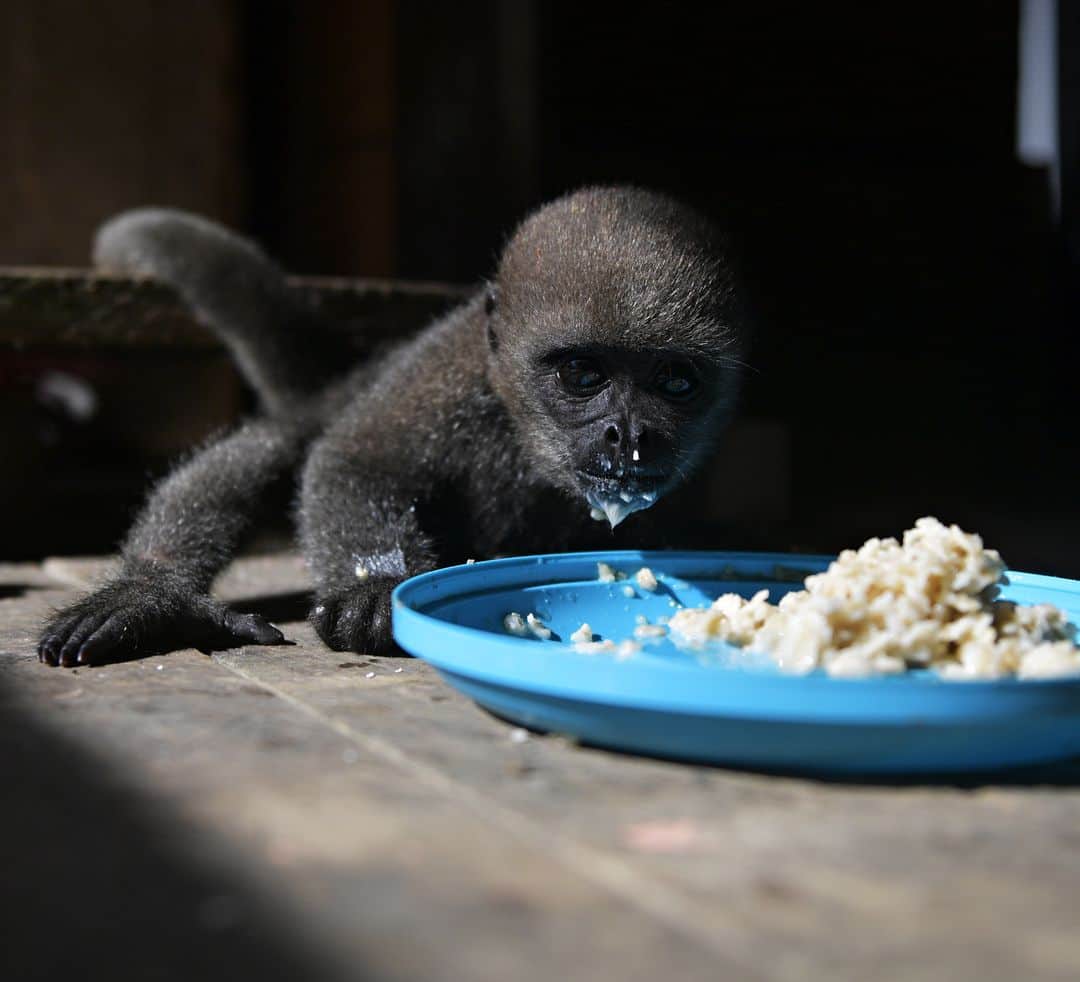 AFP通信さんのインスタグラム写真 - (AFP通信Instagram)「AFP Photo 📷 Raul Arboleda - Saving the Amazon's orphan monkeys -⁣ .⁣ Far from the rifle cracks that occasionally rip through the rainforest as local tribesmen hunt mature primates for their meat and soft pelts, a sanctuary in a corner of the Colombian Amazon is offering new life to the orphaned monkeys left behind.⁣ .⁣ The refuge run by a local leader, Jhon Jairo Vasquez, is giving them a second chance -- while gradually changing attitudes in the area -- in the indigenous settlement of Mocagua on the banks of the Amazon.⁣ .⁣ Vasquez has proved to be a father figure for one of the orphans, a three-month-old female woolly monkey, or Lagothrix, he's named Maruja.⁣ .⁣ The pair have become inseparable on his hikes through the rainforest, carrying the little primate in a sack on his back.」12月8日 21時47分 - afpphoto