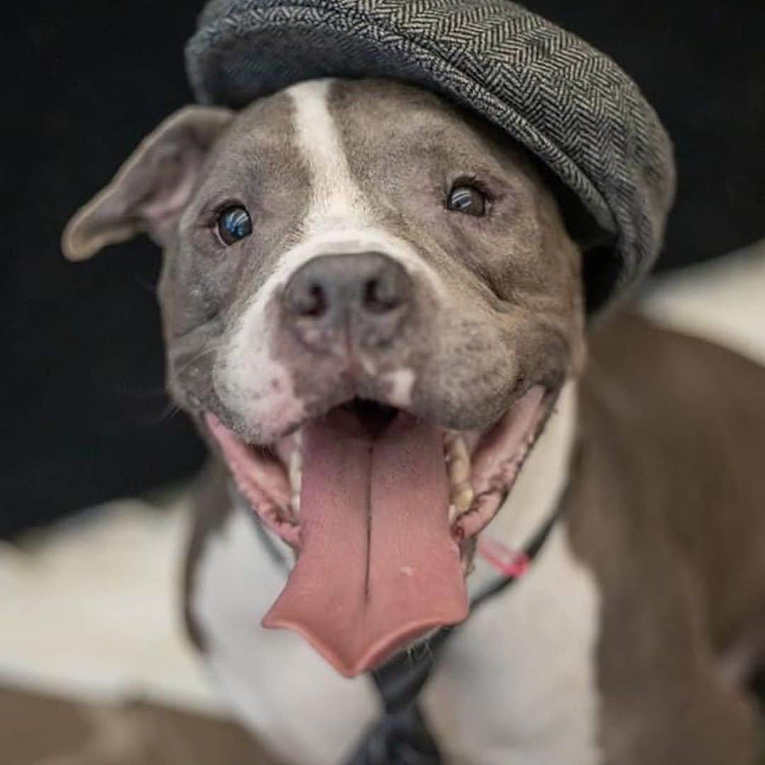 BarkBoxさんのインスタグラム写真 - (BarkBoxInstagram)「THIS SHELTER DRESSED THEIR SENIOR DOGS UP LIKE SENIOR CITIZENS 😭❤️⁠⠀ ⁠⠀ Flagler Humane Society in Palm Coast, FL made our hearts explode in an effort to help their older residents find forever homes. Pure genius. 5 stars. 14/10 would give every single one many head pats!! ⁠⠀ Check out more of their pups at @flagler_humane_society」12月9日 3時26分 - barkbox