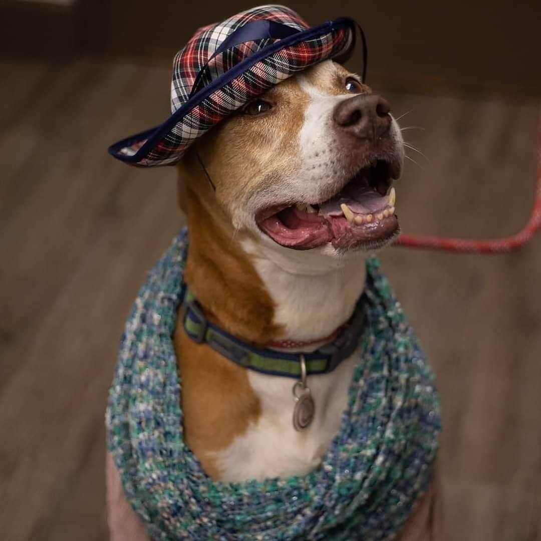 BarkBoxさんのインスタグラム写真 - (BarkBoxInstagram)「THIS SHELTER DRESSED THEIR SENIOR DOGS UP LIKE SENIOR CITIZENS 😭❤️⁠⠀ ⁠⠀ Flagler Humane Society in Palm Coast, FL made our hearts explode in an effort to help their older residents find forever homes. Pure genius. 5 stars. 14/10 would give every single one many head pats!! ⁠⠀ Check out more of their pups at @flagler_humane_society」12月9日 3時26分 - barkbox