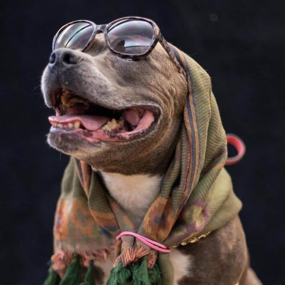 BarkBoxさんのインスタグラム写真 - (BarkBoxInstagram)「THIS SHELTER DRESSED THEIR SENIOR DOGS UP LIKE SENIOR CITIZENS 😭❤️⁠⠀ ⁠⠀ Flagler Humane Society in Palm Coast, FL made our hearts explode in an effort to help their older residents find forever homes. Pure genius. 5 stars. 14/10 would give every single one many head pats!! ⁠⠀ Check out more of their pups at @flagler_humane_society」12月9日 3時26分 - barkbox