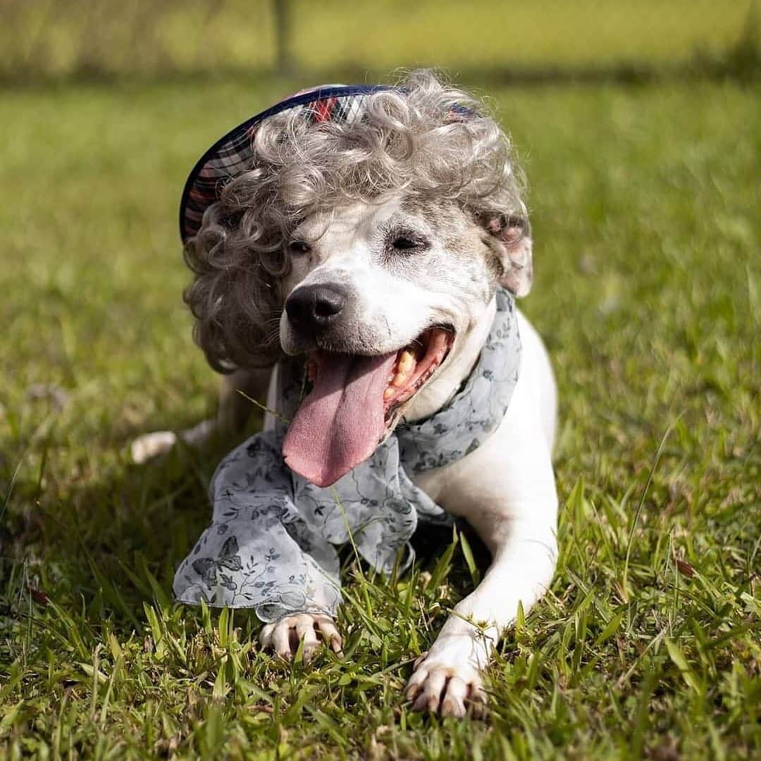 BarkBoxさんのインスタグラム写真 - (BarkBoxInstagram)「THIS SHELTER DRESSED THEIR SENIOR DOGS UP LIKE SENIOR CITIZENS 😭❤️⁠⠀ ⁠⠀ Flagler Humane Society in Palm Coast, FL made our hearts explode in an effort to help their older residents find forever homes. Pure genius. 5 stars. 14/10 would give every single one many head pats!! ⁠⠀ Check out more of their pups at @flagler_humane_society」12月9日 3時26分 - barkbox
