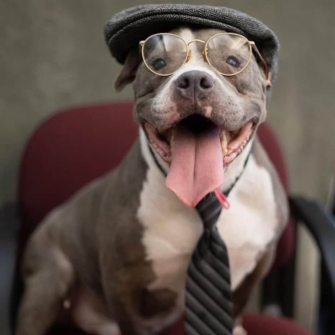 BarkBoxのインスタグラム：「THIS SHELTER DRESSED THEIR SENIOR DOGS UP LIKE SENIOR CITIZENS 😭❤️⁠⠀ ⁠⠀ Flagler Humane Society in Palm Coast, FL made our hearts explode in an effort to help their older residents find forever homes. Pure genius. 5 stars. 14/10 would give every single one many head pats!! ⁠⠀ Check out more of their pups at @flagler_humane_society」