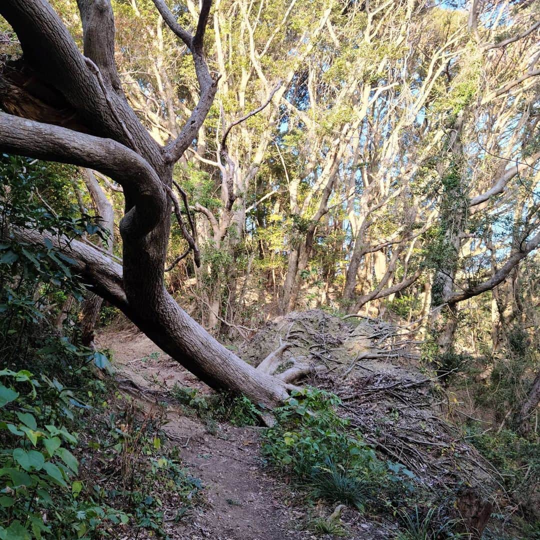 松本康太さんのインスタグラム写真 - (松本康太Instagram)「『花嫁街道を里山ウオーキング(ハイキング)』天気も良く、程よいアップダウンで初心者でも楽しめるコース(13.5㎞)♪標識も沢山あり安心して歩けるところでした！  #ウオーキング #里山ウォーキング #スポーツ #免疫力アップ #千葉県#和田浦 #花嫁街道#黒滝 #鳥場山 #和田浦歩こう会 #ハイキング #レギュラー松本 #あるある探険隊」12月8日 22時12分 - aruarutankentai.matsumoto