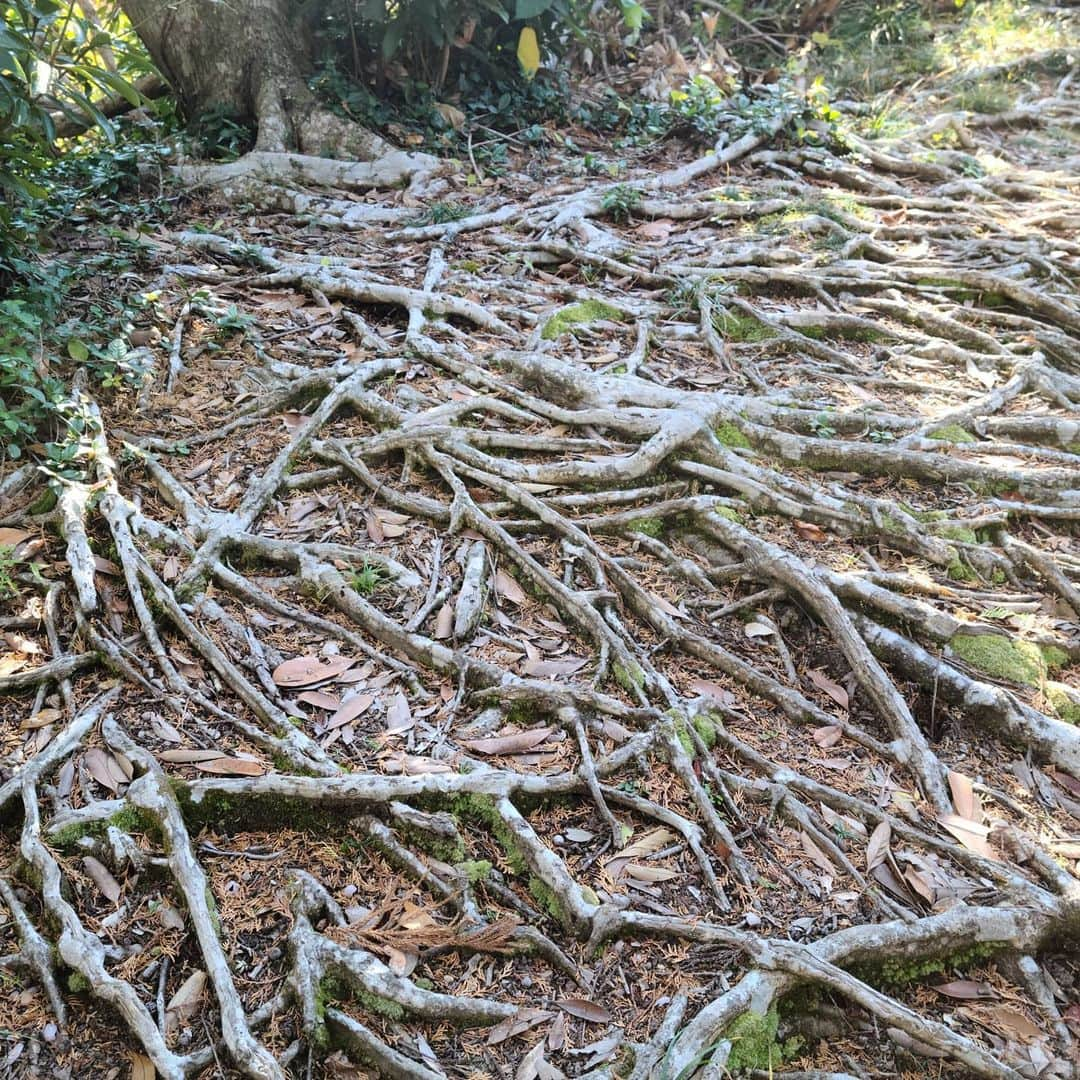 松本康太さんのインスタグラム写真 - (松本康太Instagram)「『花嫁街道を里山ウオーキング(ハイキング)』天気も良く、程よいアップダウンで初心者でも楽しめるコース(13.5㎞)♪標識も沢山あり安心して歩けるところでした！  #ウオーキング #里山ウォーキング #スポーツ #免疫力アップ #千葉県#和田浦 #花嫁街道#黒滝 #鳥場山 #和田浦歩こう会 #ハイキング #レギュラー松本 #あるある探険隊」12月8日 22時12分 - aruarutankentai.matsumoto