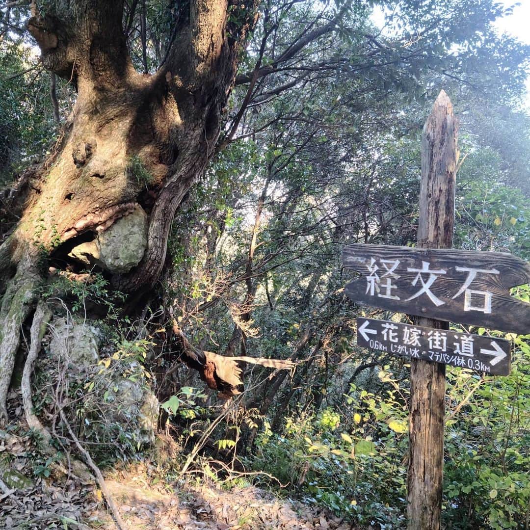 松本康太さんのインスタグラム写真 - (松本康太Instagram)「『花嫁街道を里山ウオーキング(ハイキング)』天気も良く、程よいアップダウンで初心者でも楽しめるコース(13.5㎞)♪標識も沢山あり安心して歩けるところでした！  #ウオーキング #里山ウォーキング #スポーツ #免疫力アップ #千葉県#和田浦 #花嫁街道#黒滝 #鳥場山 #和田浦歩こう会 #ハイキング #レギュラー松本 #あるある探険隊」12月8日 22時12分 - aruarutankentai.matsumoto