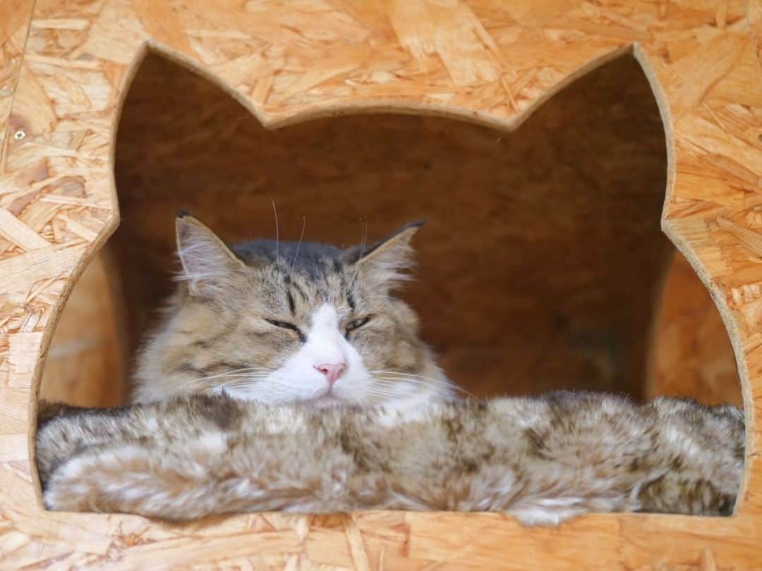 パステルキャットワールドさんのインスタグラム写真 - (パステルキャットワールドInstagram)「#猫 #cat #cats #catstagram #catlife #bosscat #bosskichi #pastelcatworld #ねこ #ボス吉」12月8日 22時18分 - pastelcatworld